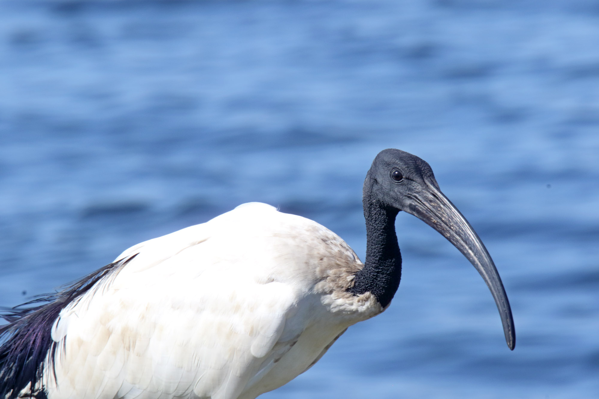 African Sacred Ibis_0276.jpg