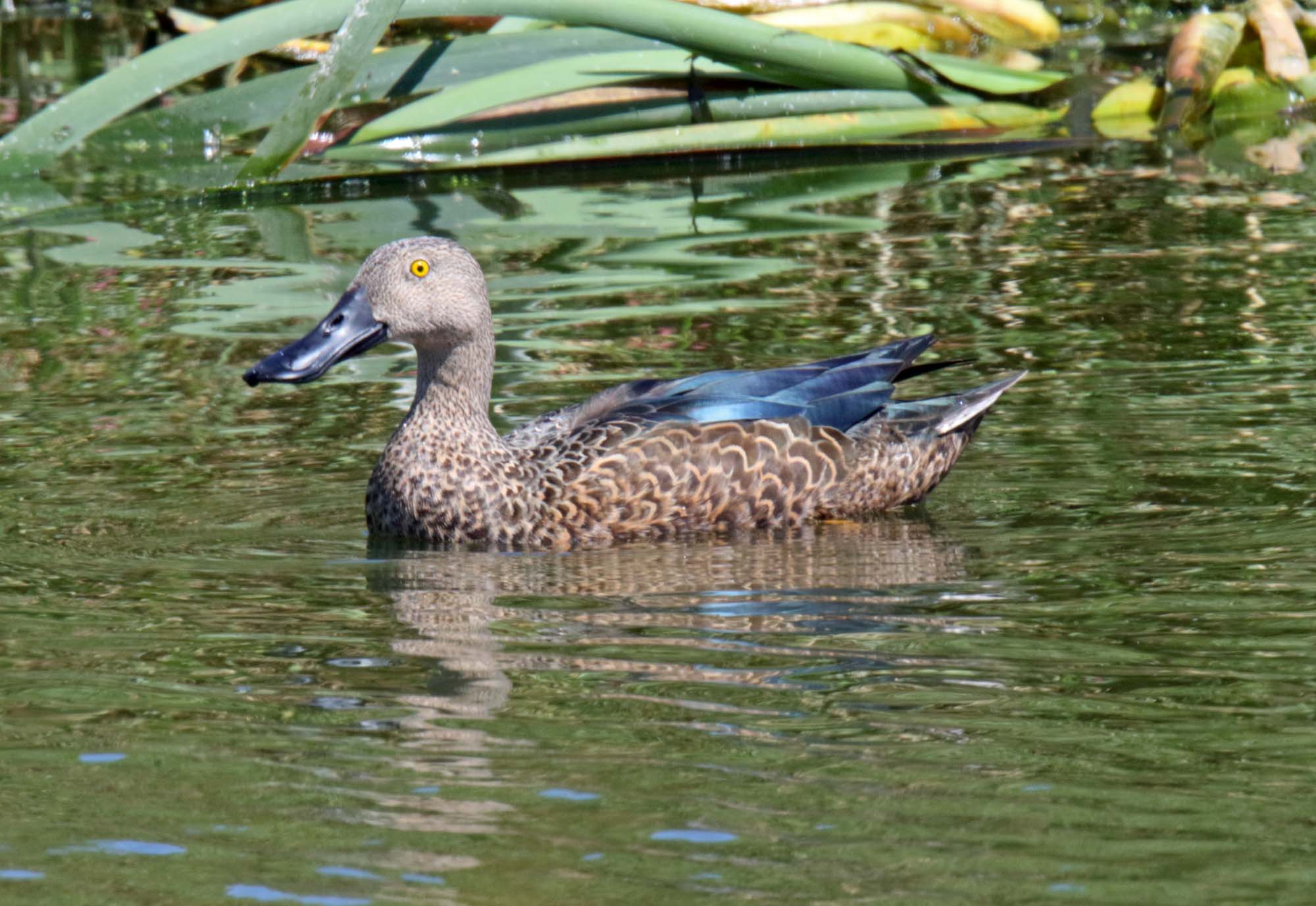 Cape Shoveler male_0012.jpg