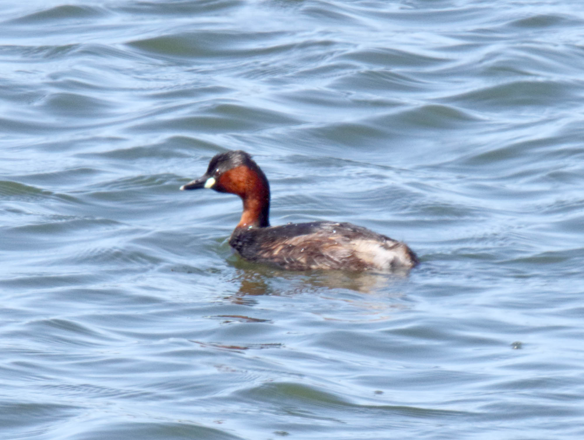 Little Grebe - breeding_0141.jpg