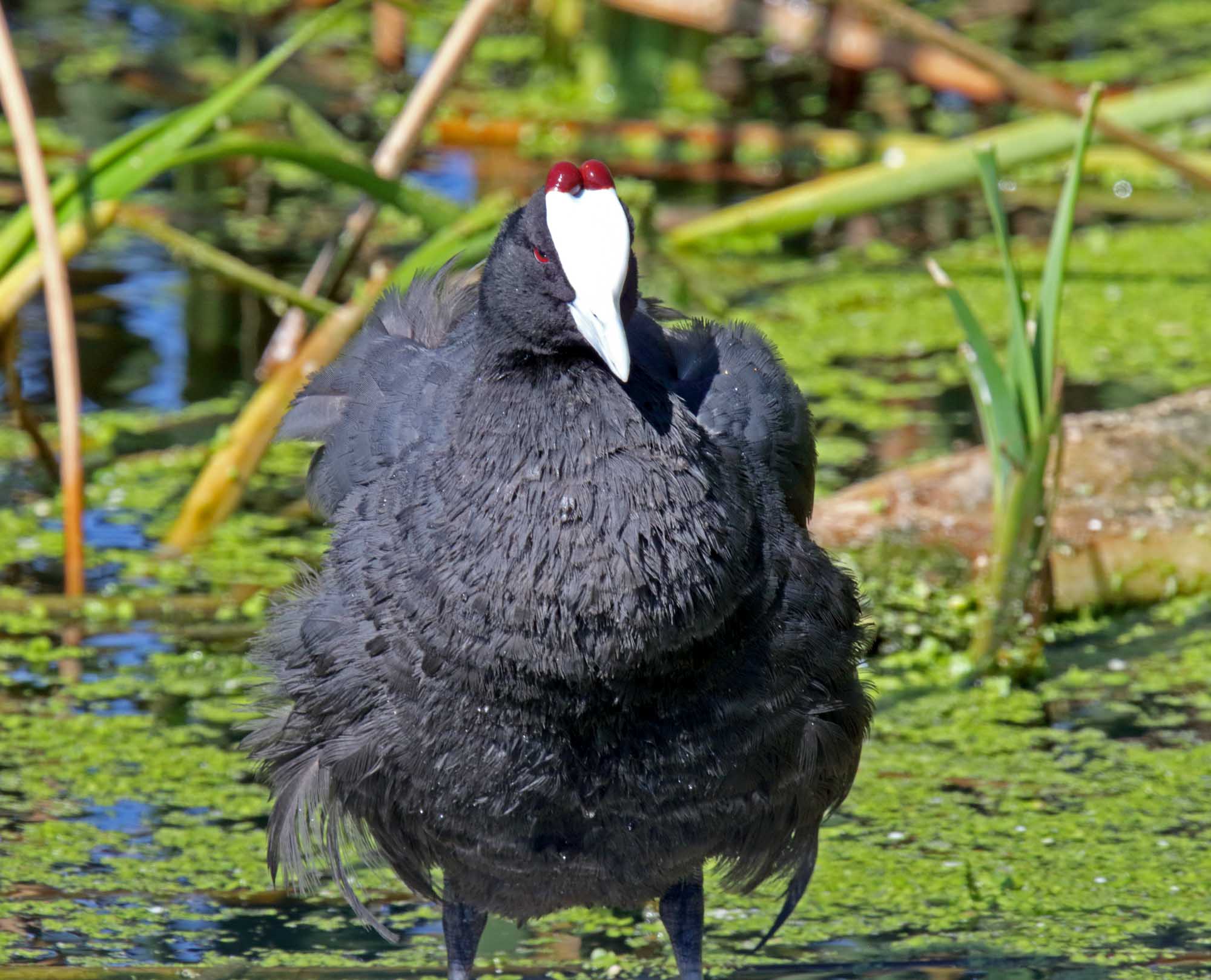 Red-knobbed Coot_0607.jpg