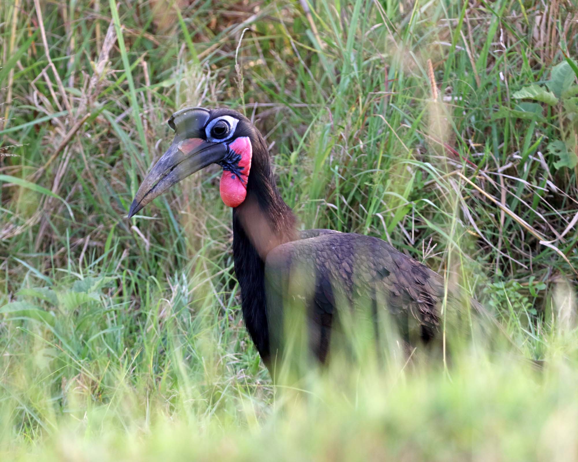 Abyssinian Ground-Hornbill_4108.jpg