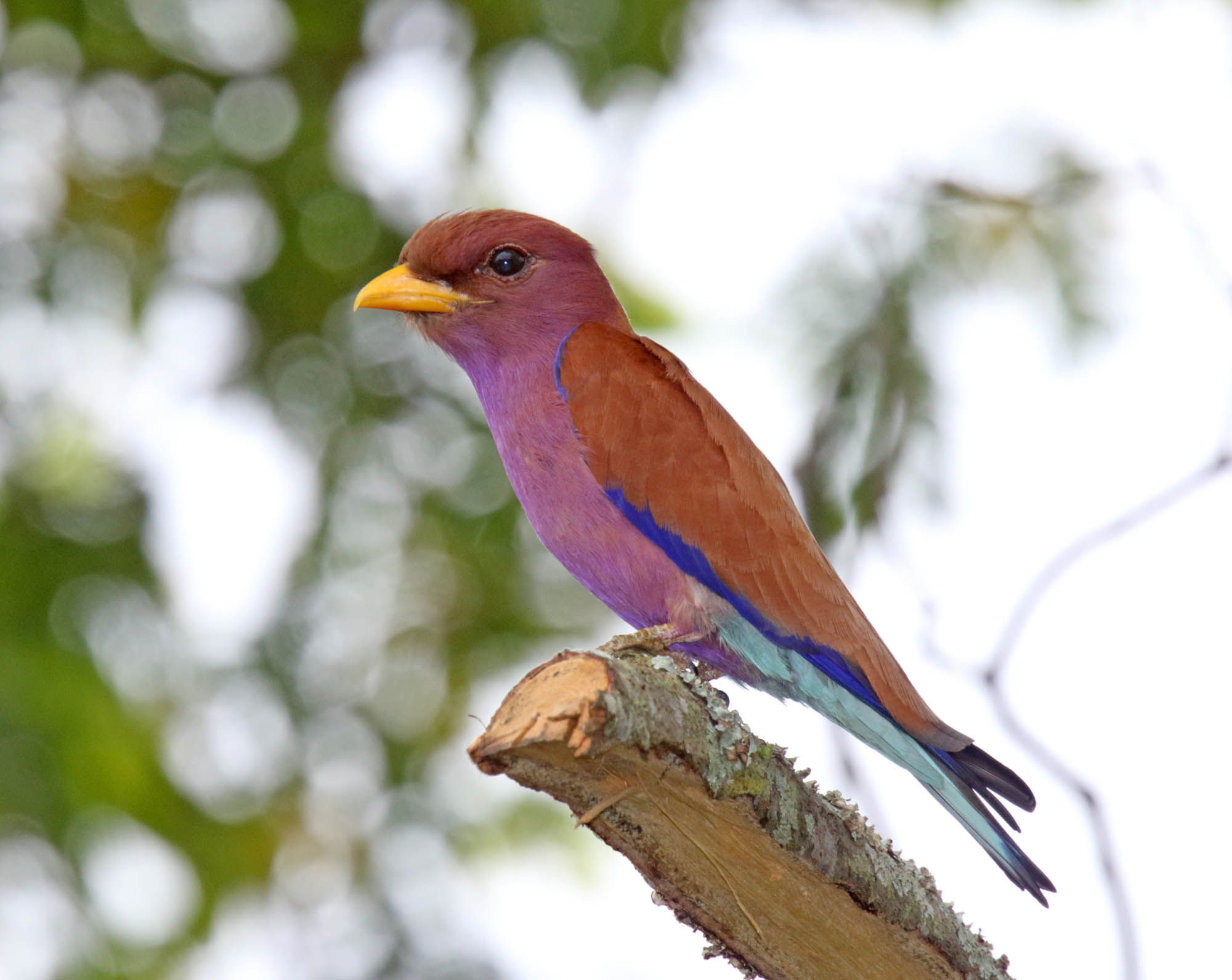 Broad-billed Roller_6057.jpg