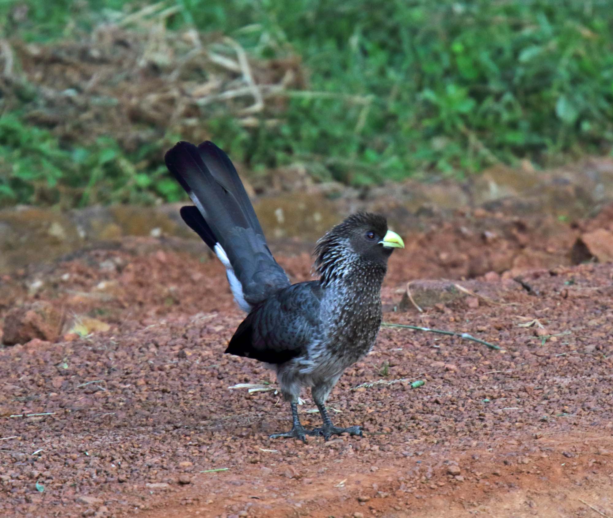 Eastern Plantain-eater_5033.jpg