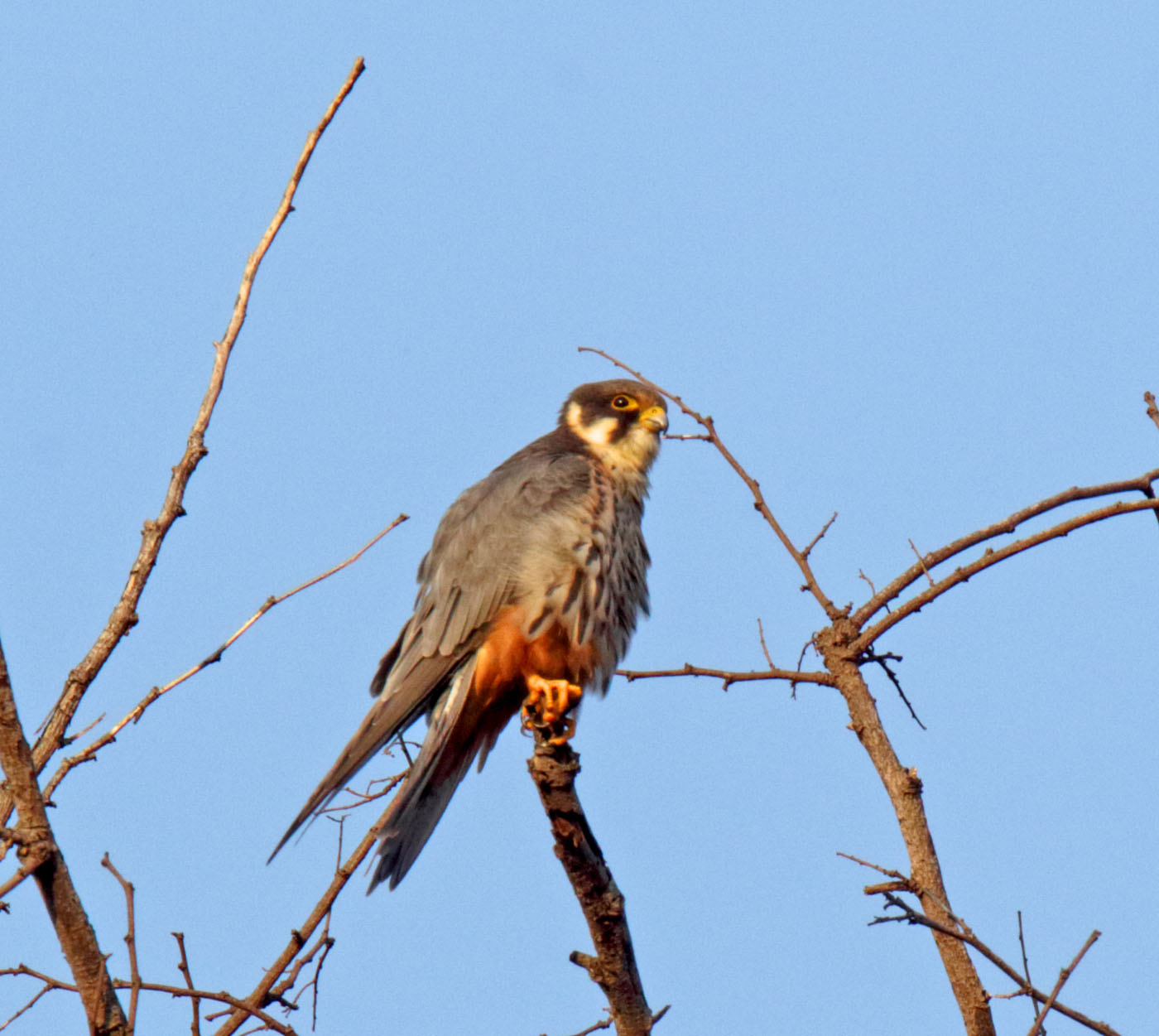 Eurasian Hobby_4948.jpg