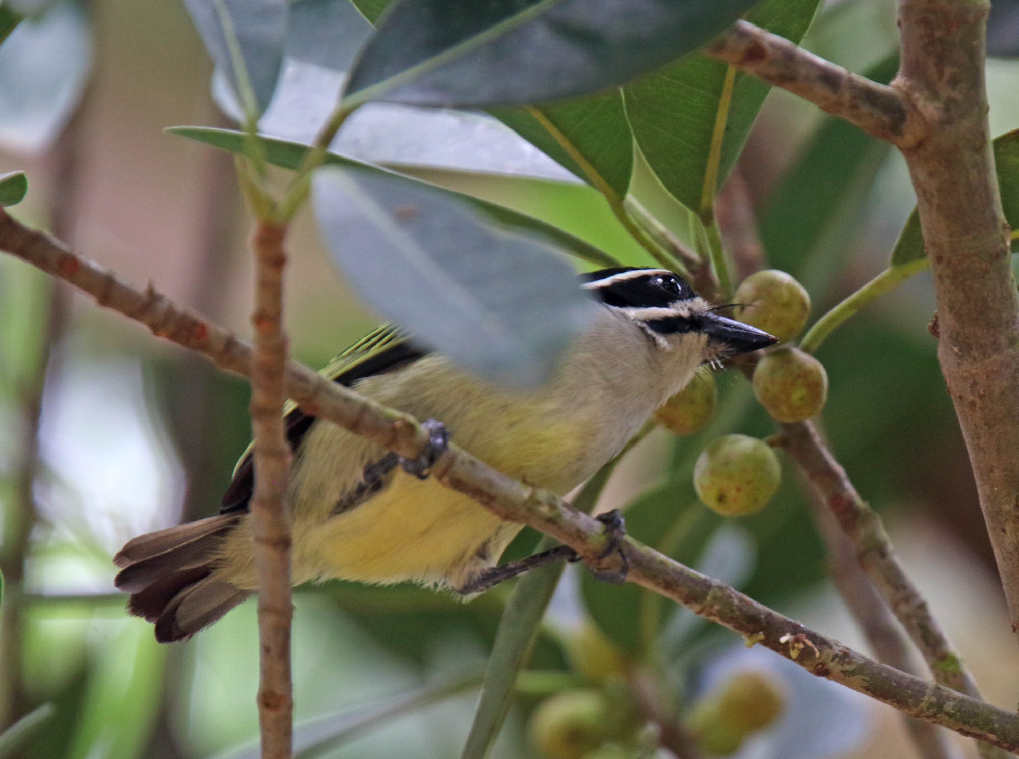Yellow-rumped Tinkerbird_6044.jpg