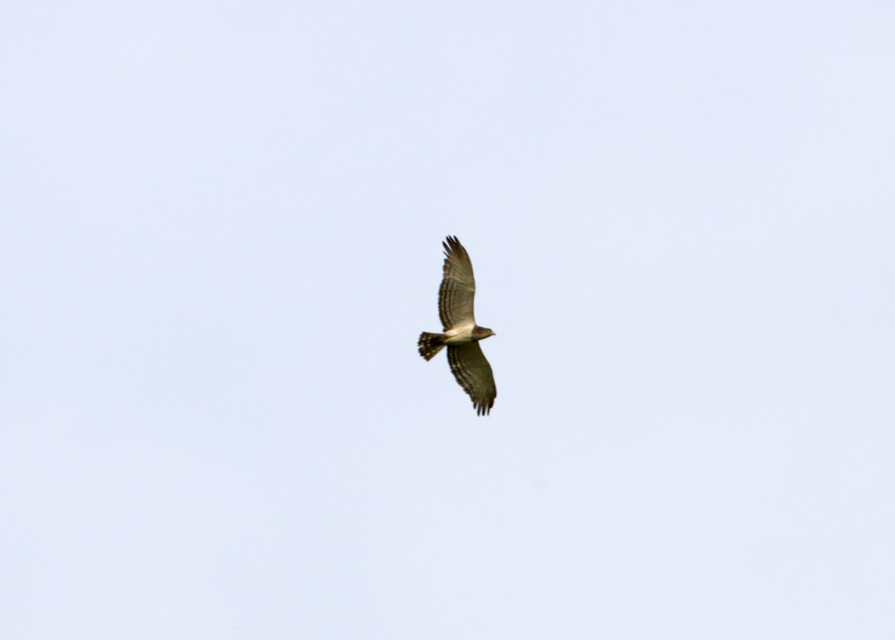 Black-chested Snake-Eagle_4059.jpg