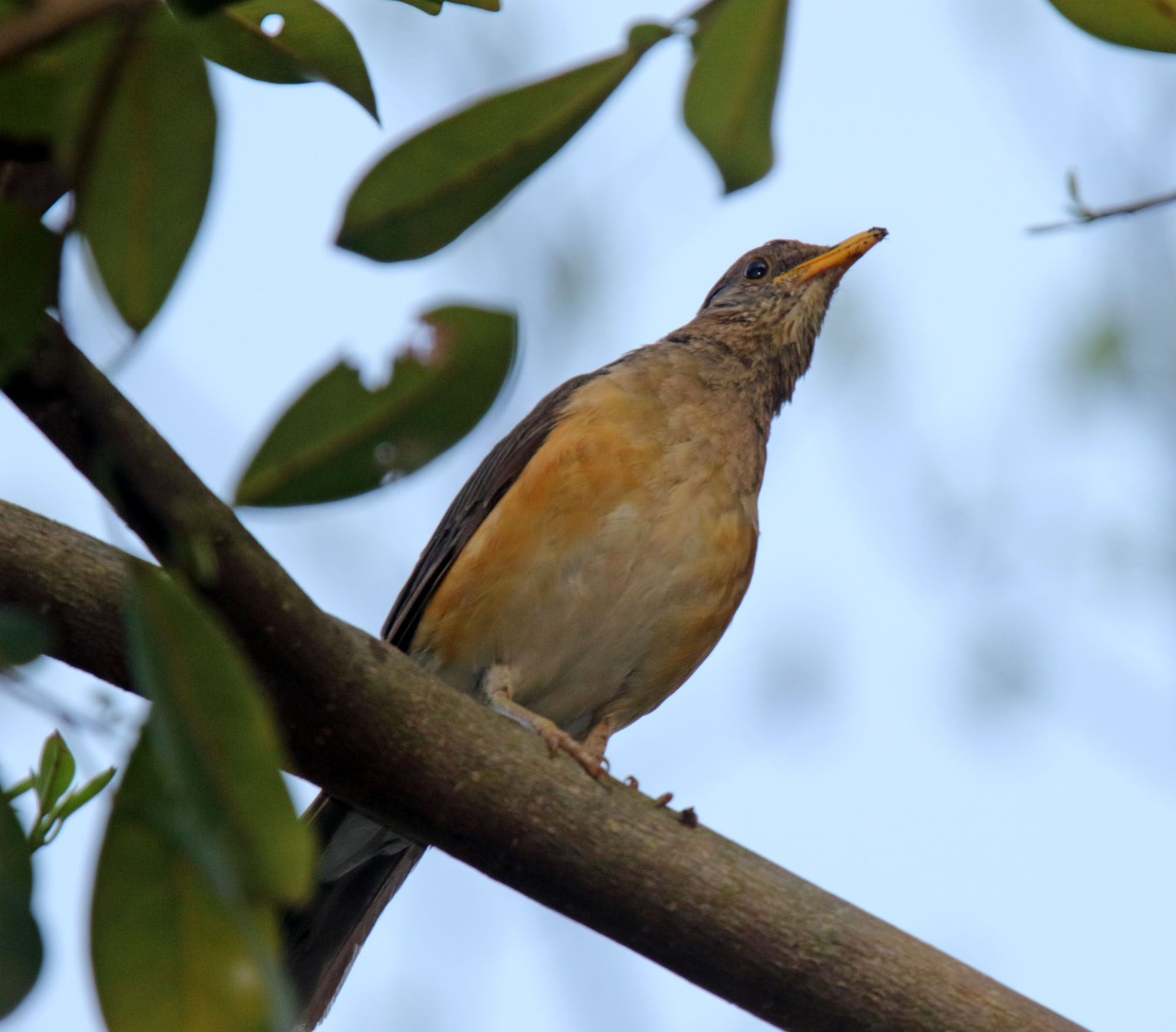 African Thrush_5002.jpg