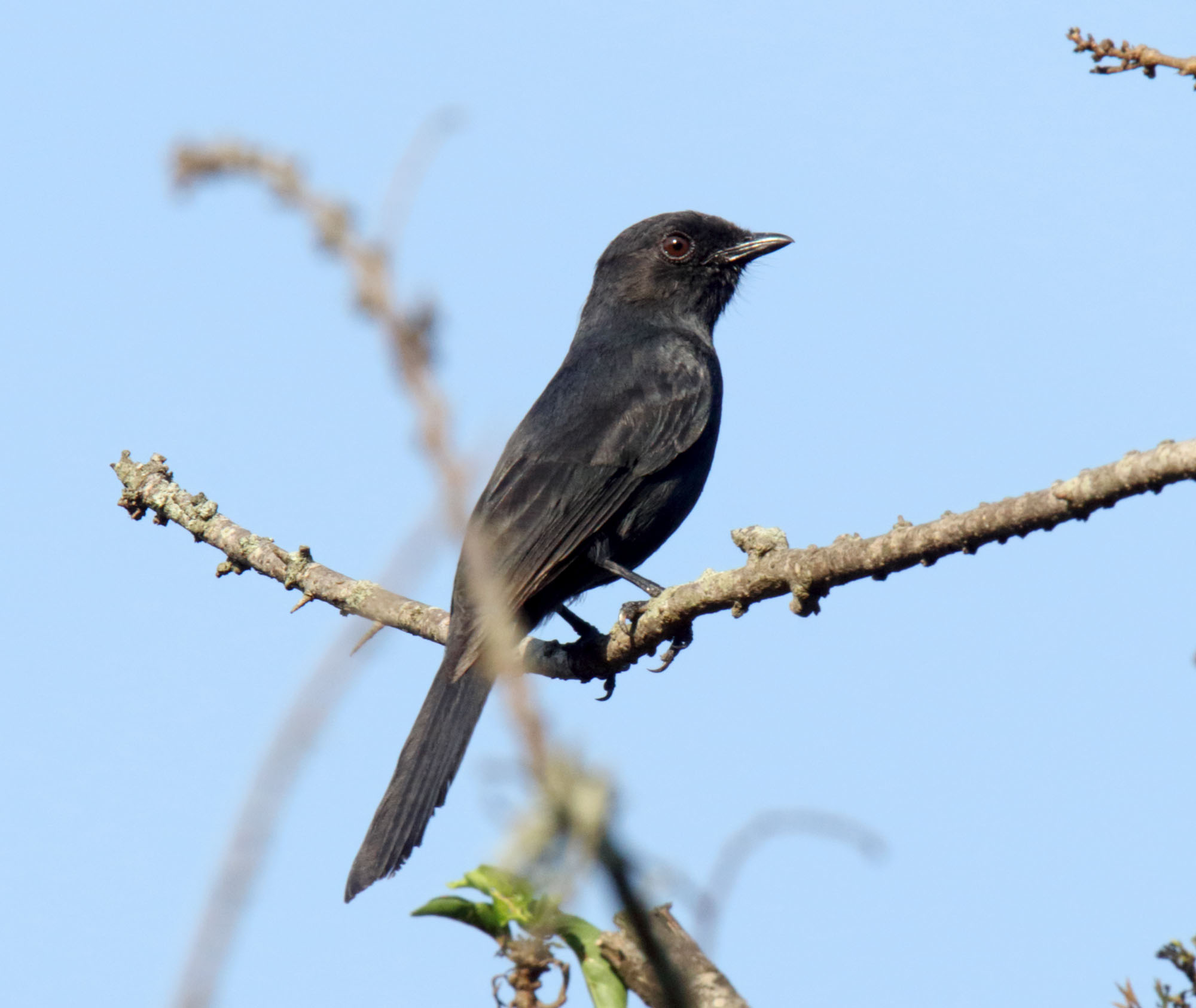 Northern Black Flycatcher_4656.jpg