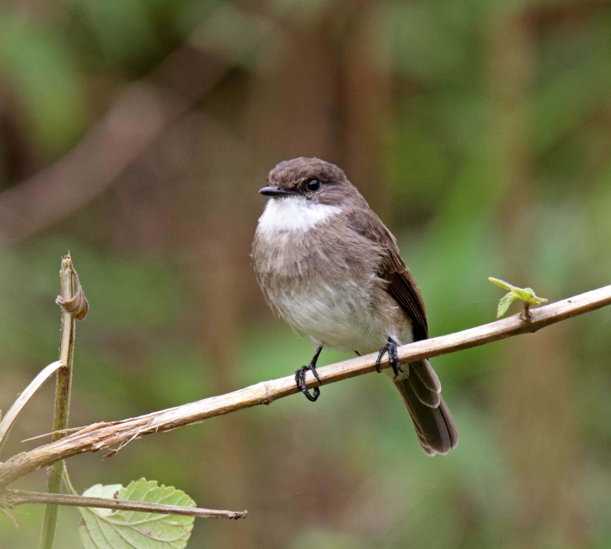 Swamp Flycatcher_5900.jpg