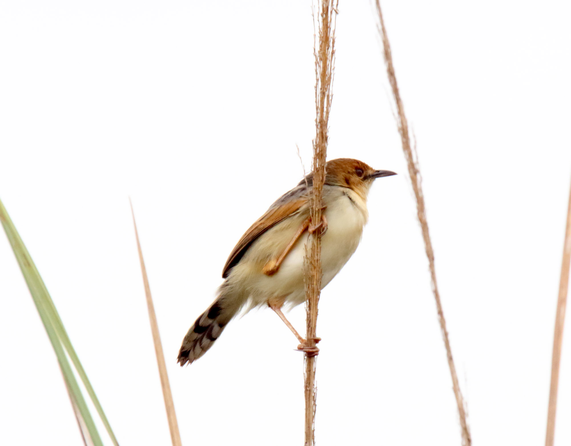 Winding Cisticola_5633.jpg
