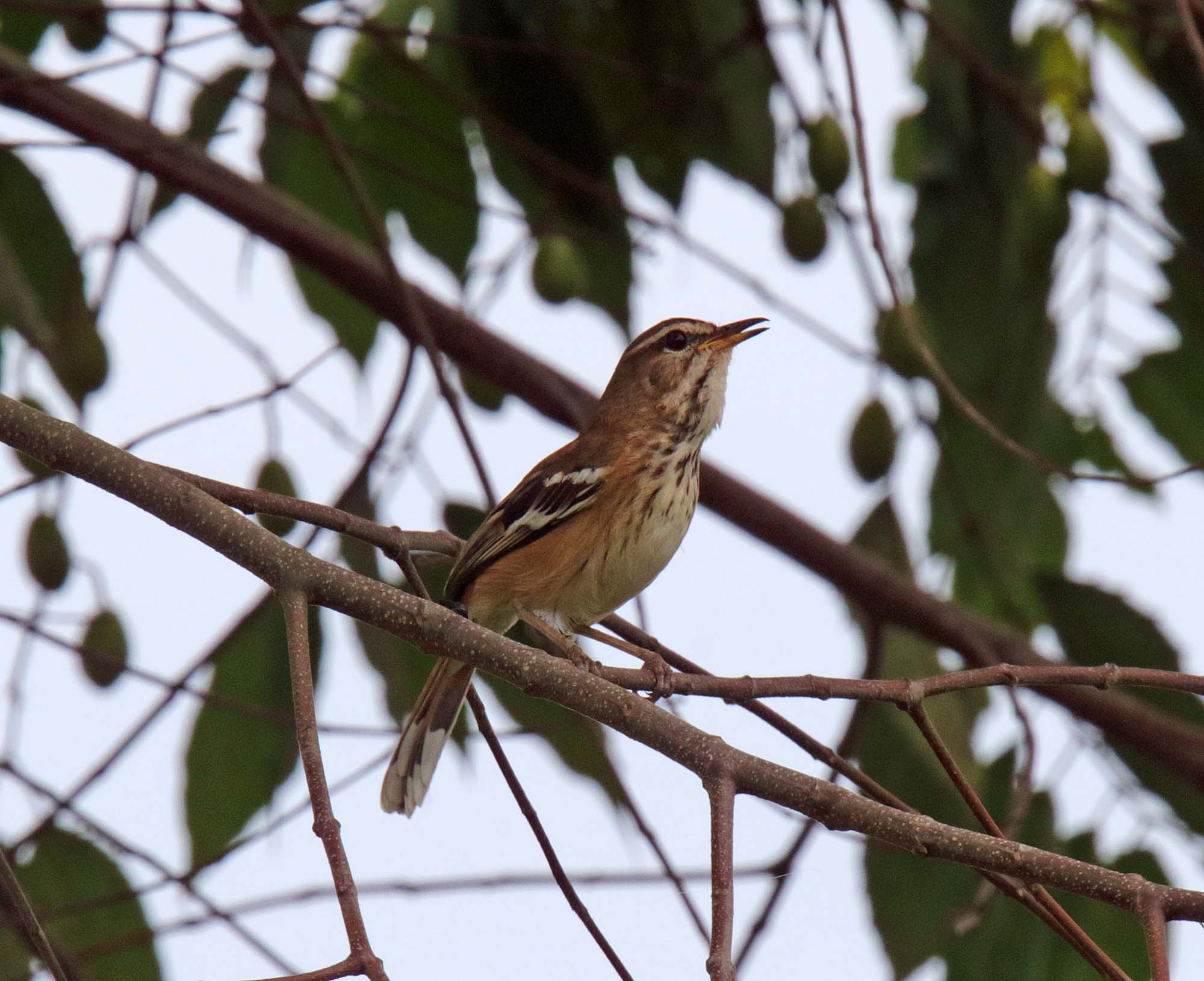 Brown-backed Scrub-Robin_5984.jpg