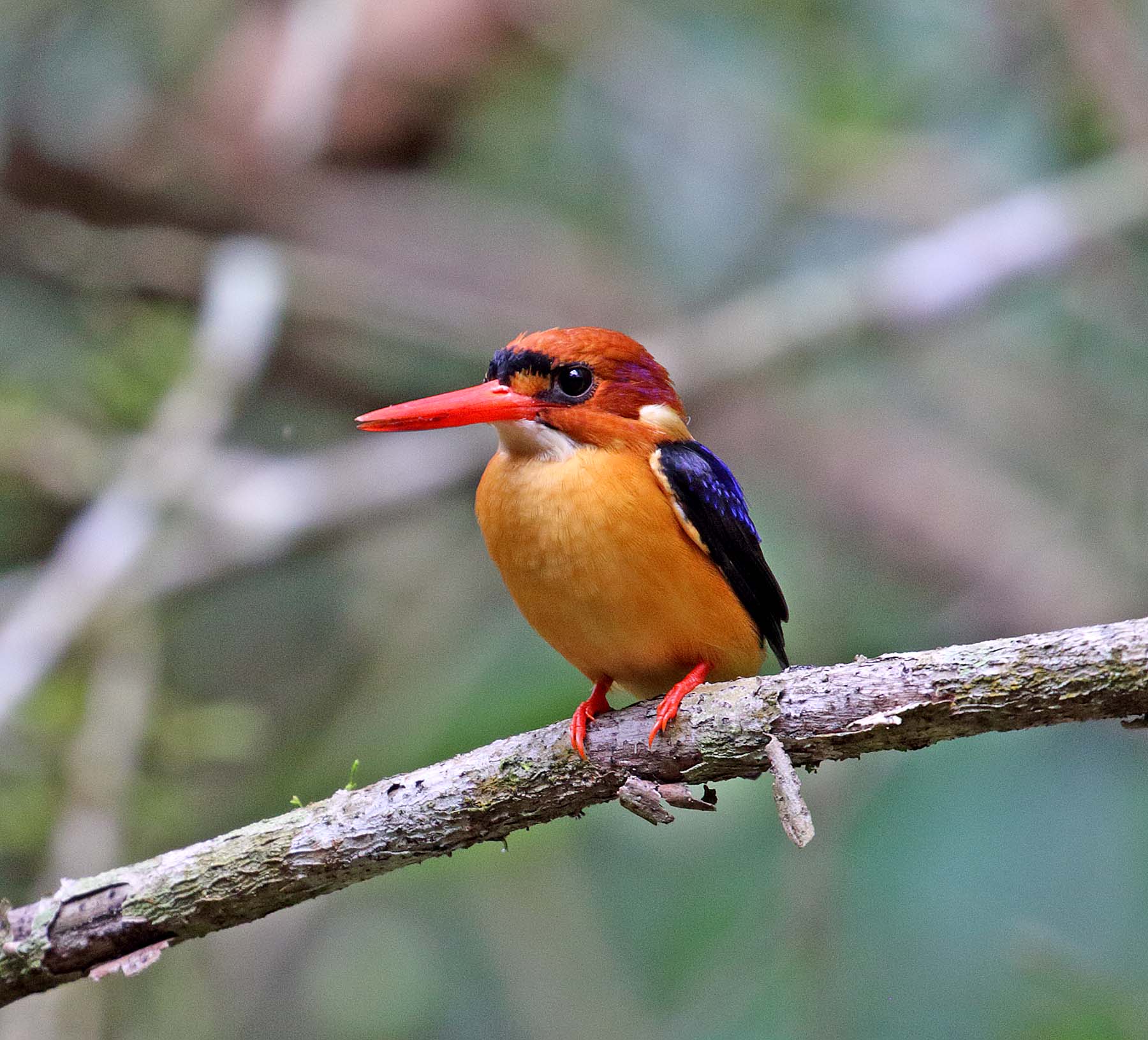 African Dwarf Kingfisher_4973.jpg