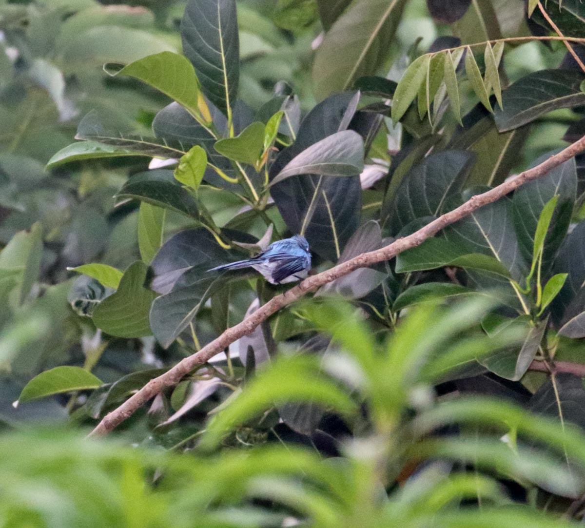African Blue Flycatcher_4223.jpg