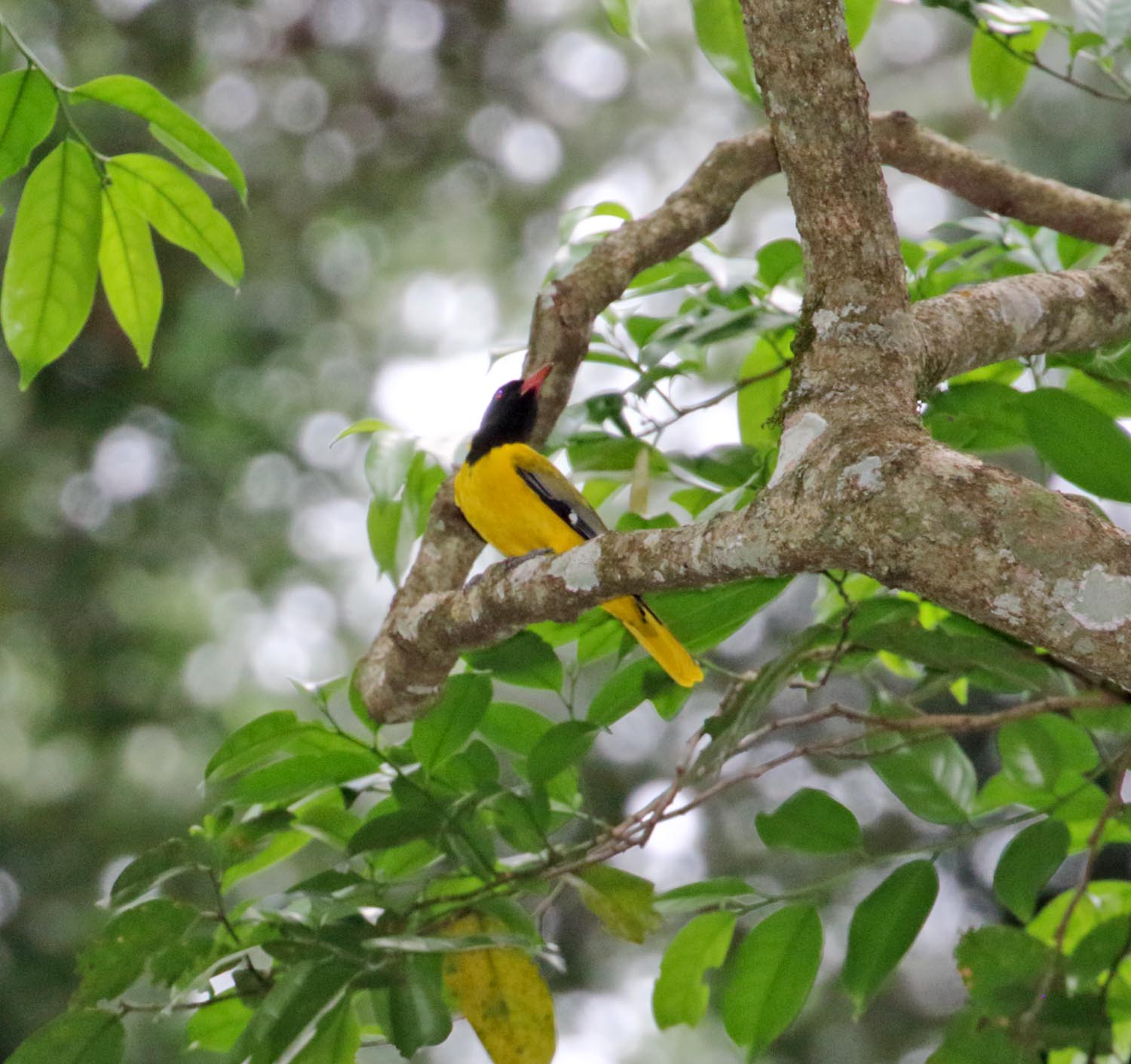 Western Oriole_4844.jpg