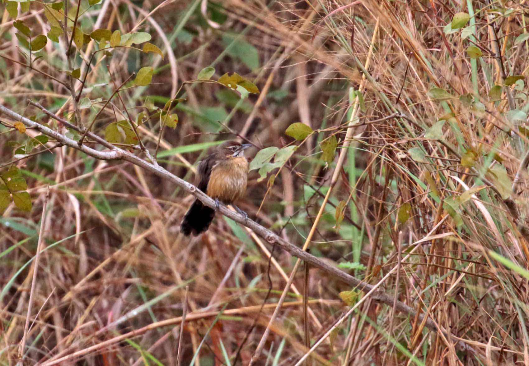 Moustached Grass Warbler_4378.jpg