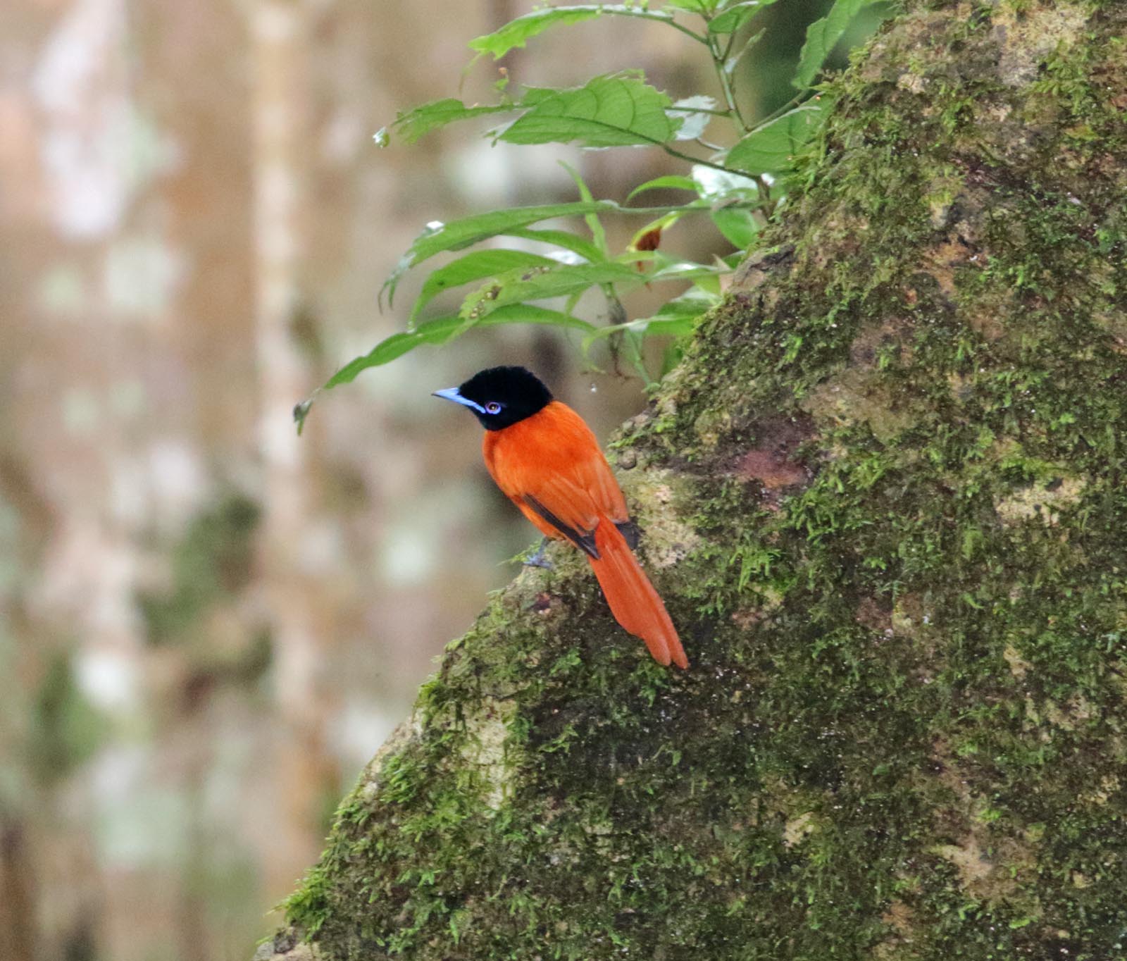 Red-bellied Paradise-Flycatcher - male_4648.jpg