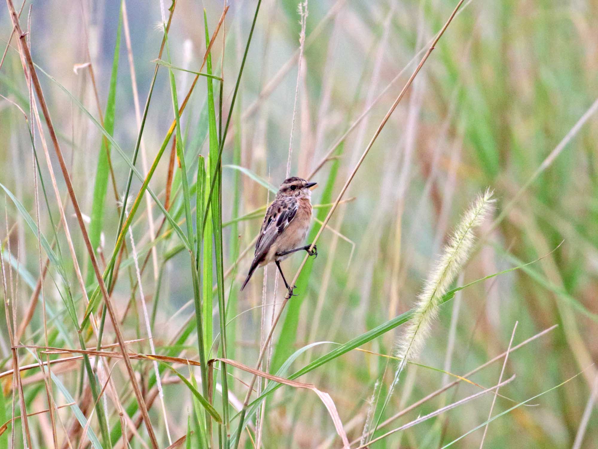 Whinchat - female_4312.jpg