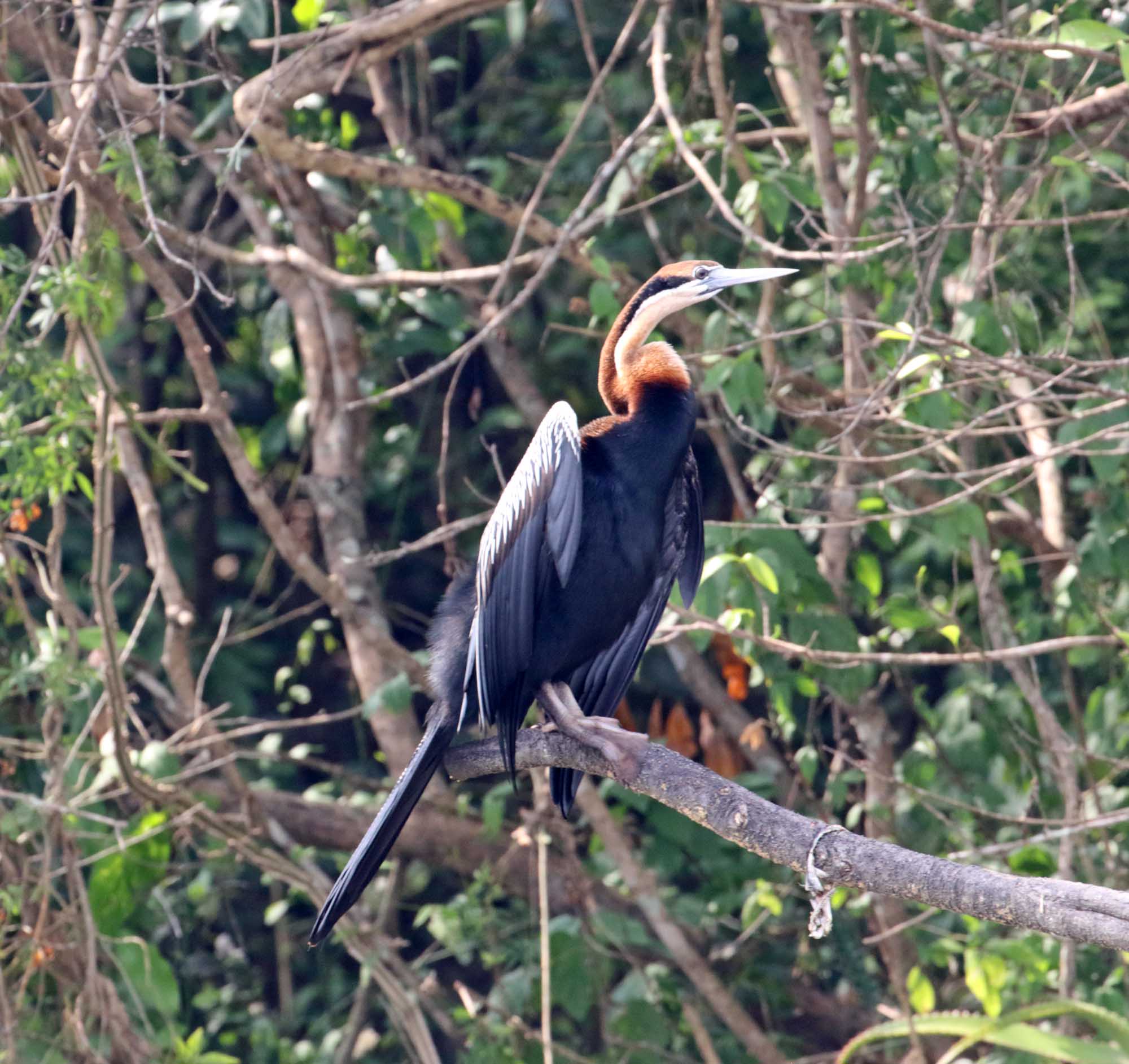 African Darter_8181.jpg