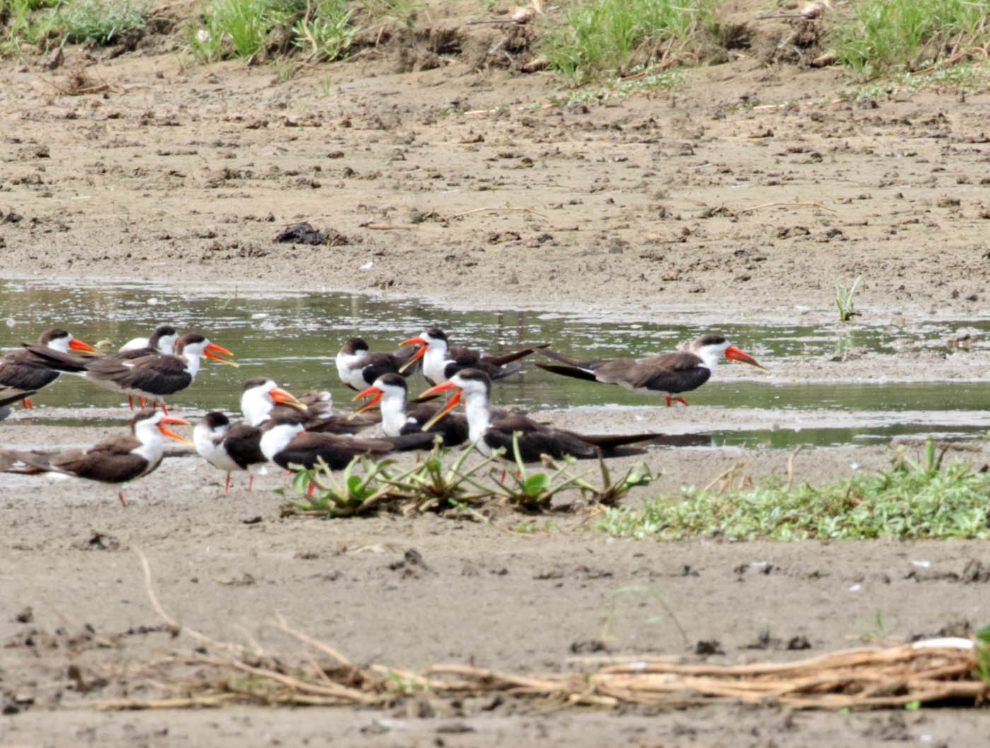 African Skimmer_8148.jpg