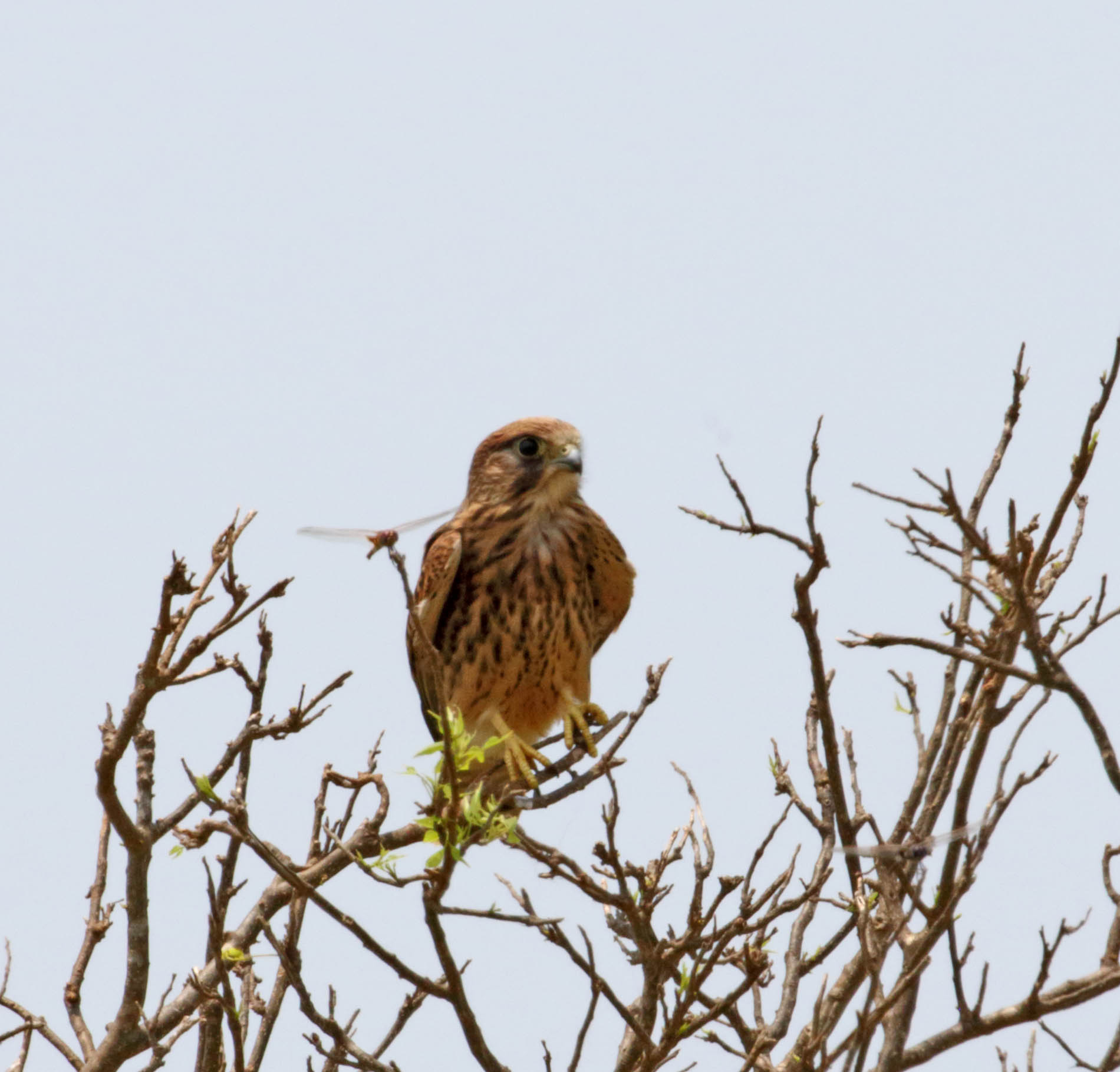 Common Kestrel_7923.jpg