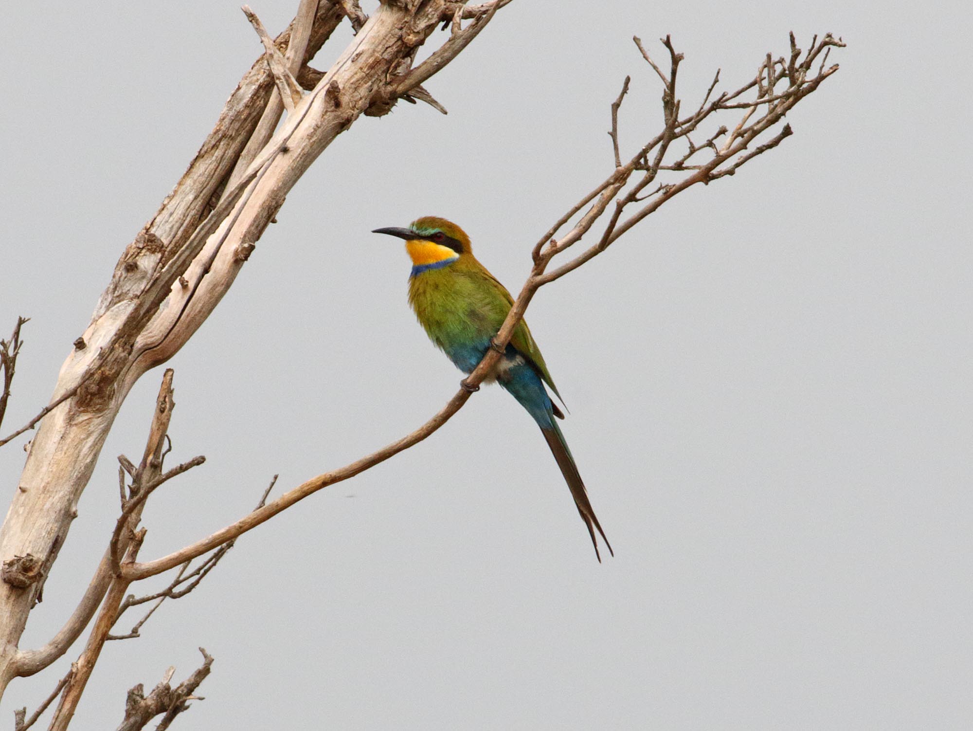 Swallow-tailed Bee-eater_6708.jpg