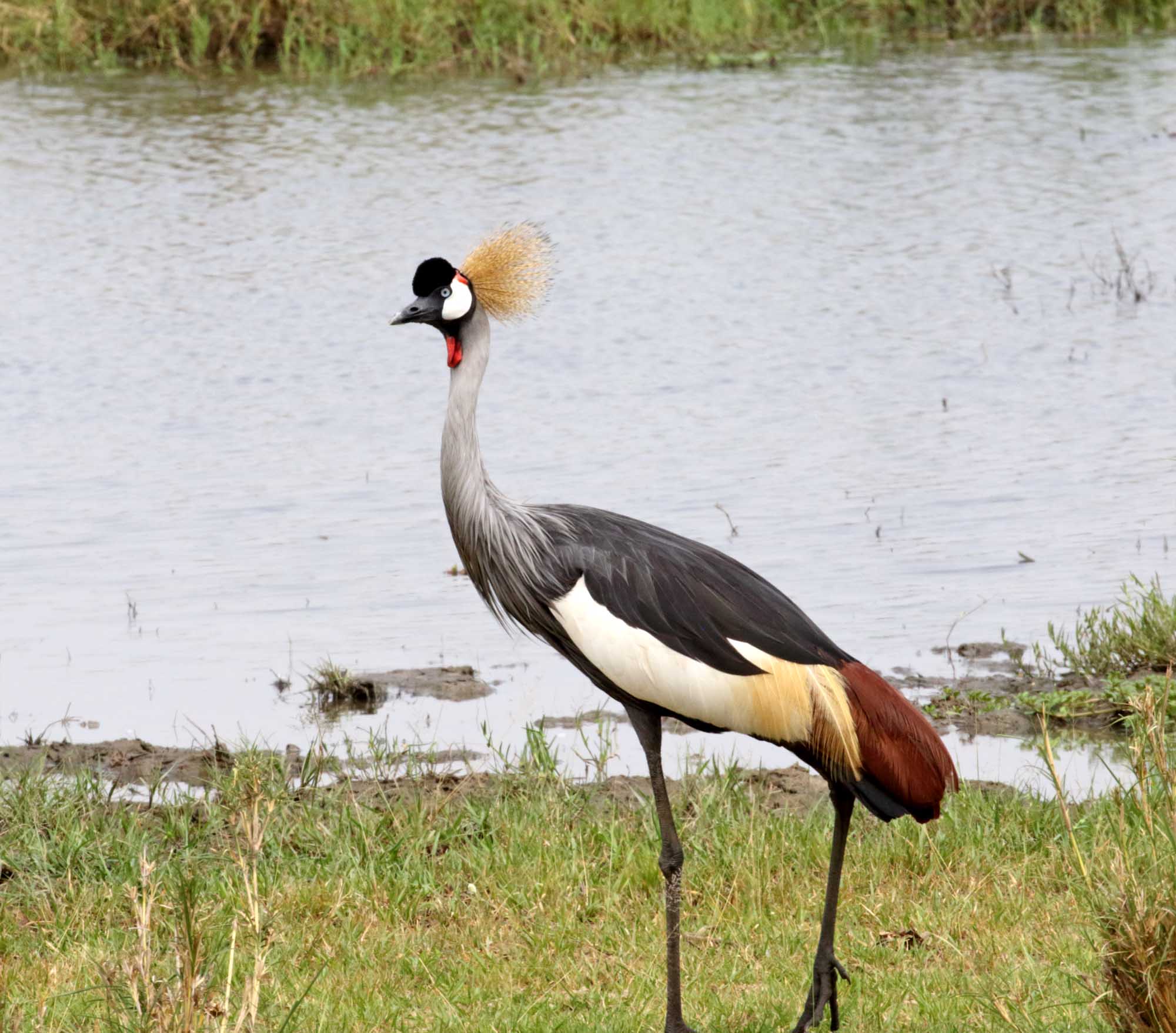Gray Crowned Crane_7374.jpg