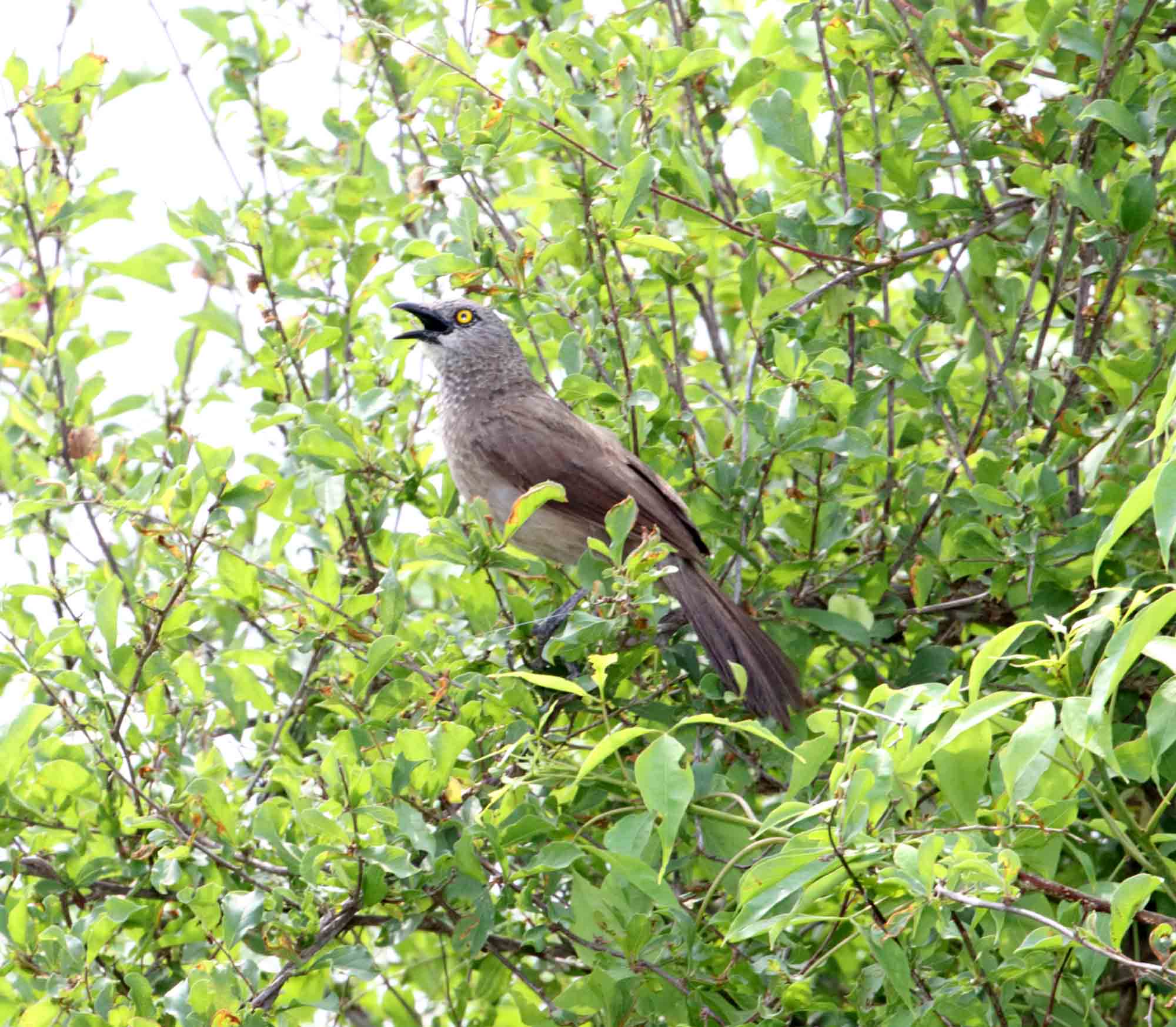 Brown Babbler_7130.jpg