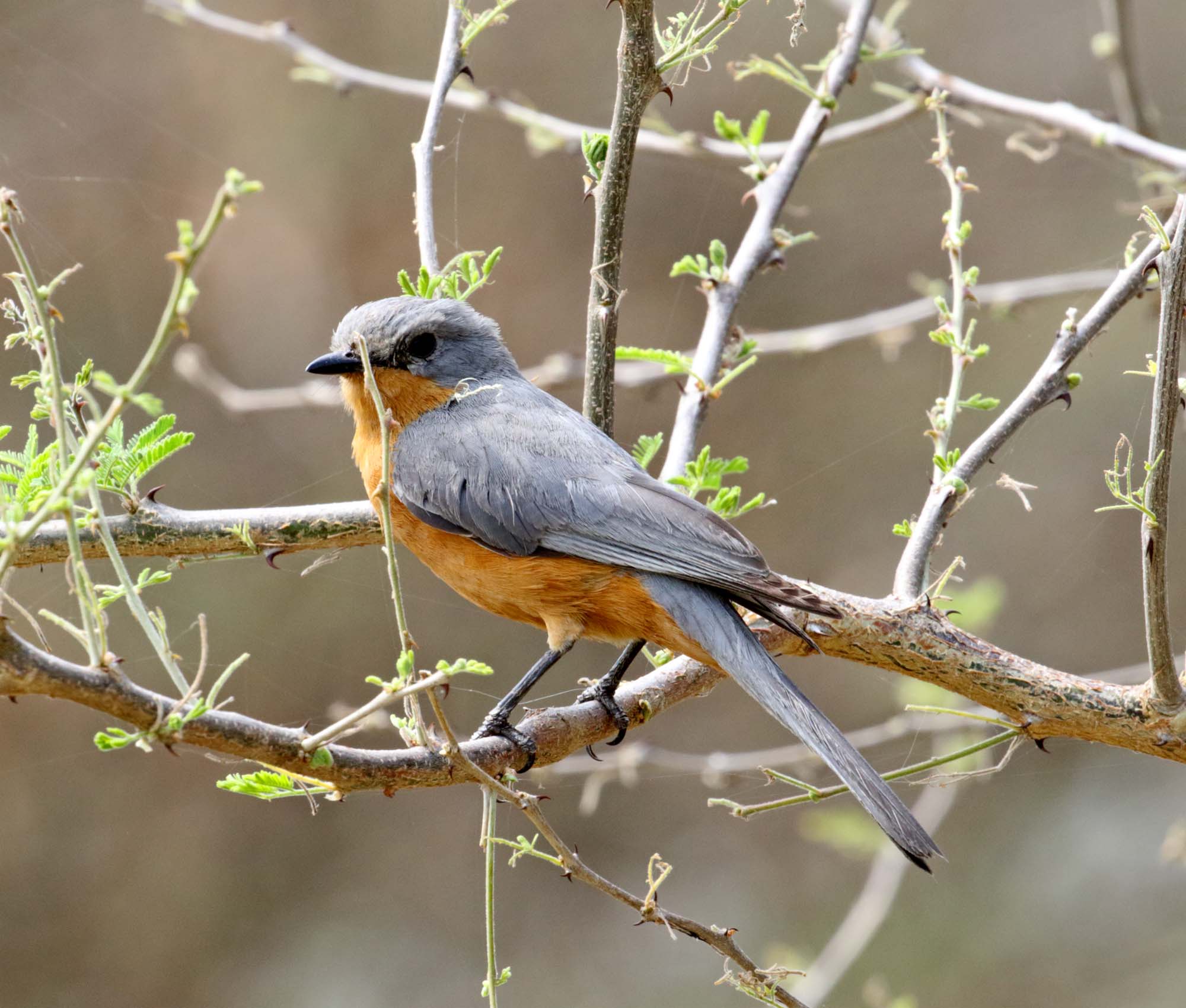 Silverbird_7498.jpg