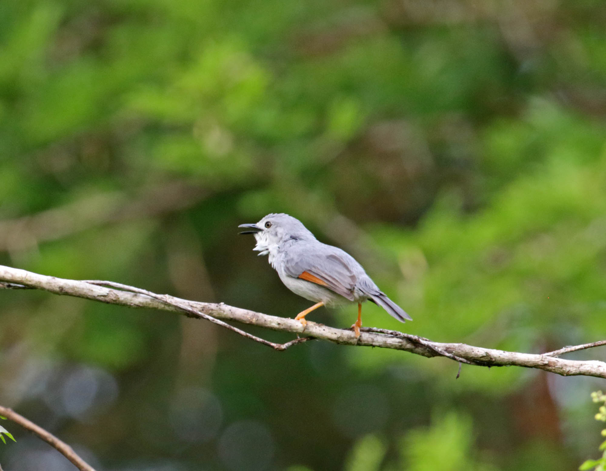 Red-winged Gray Warbler_8438.jpg