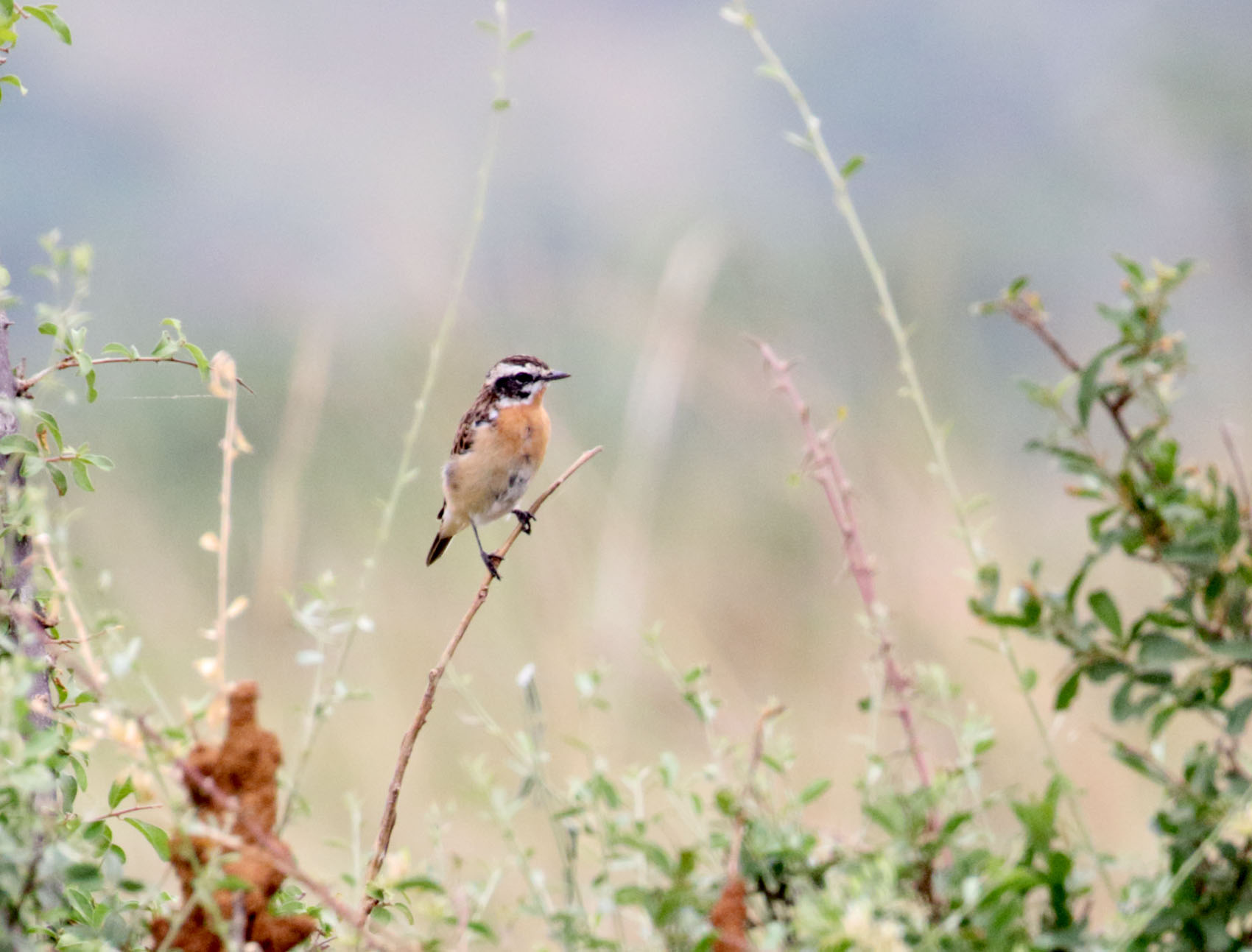 Whinchat - male_6496.jpg