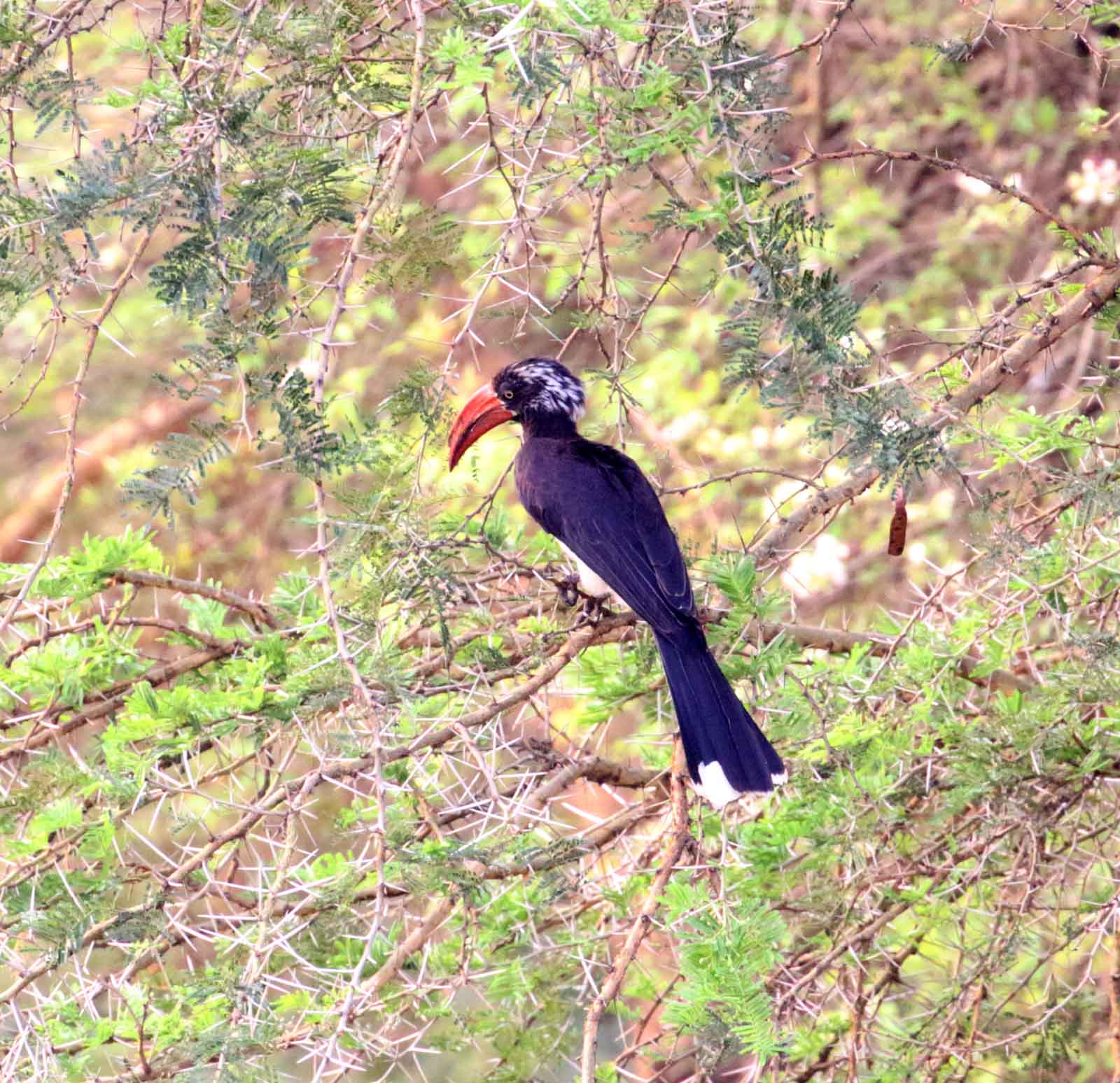 Crowned Hornbill_9325.jpg