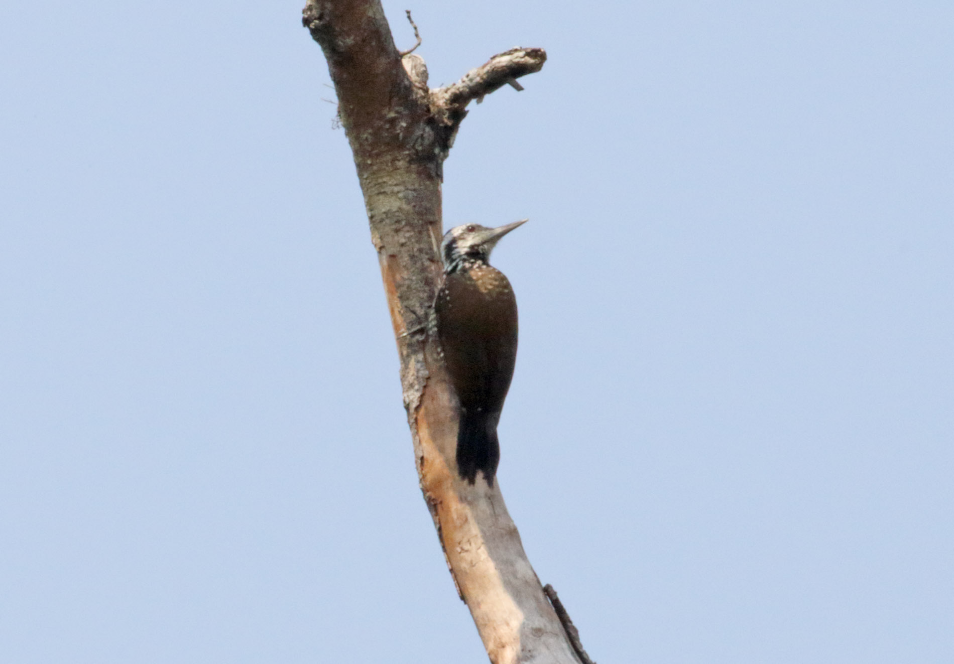 Yellow-crested Woodpecker_9139.jpg