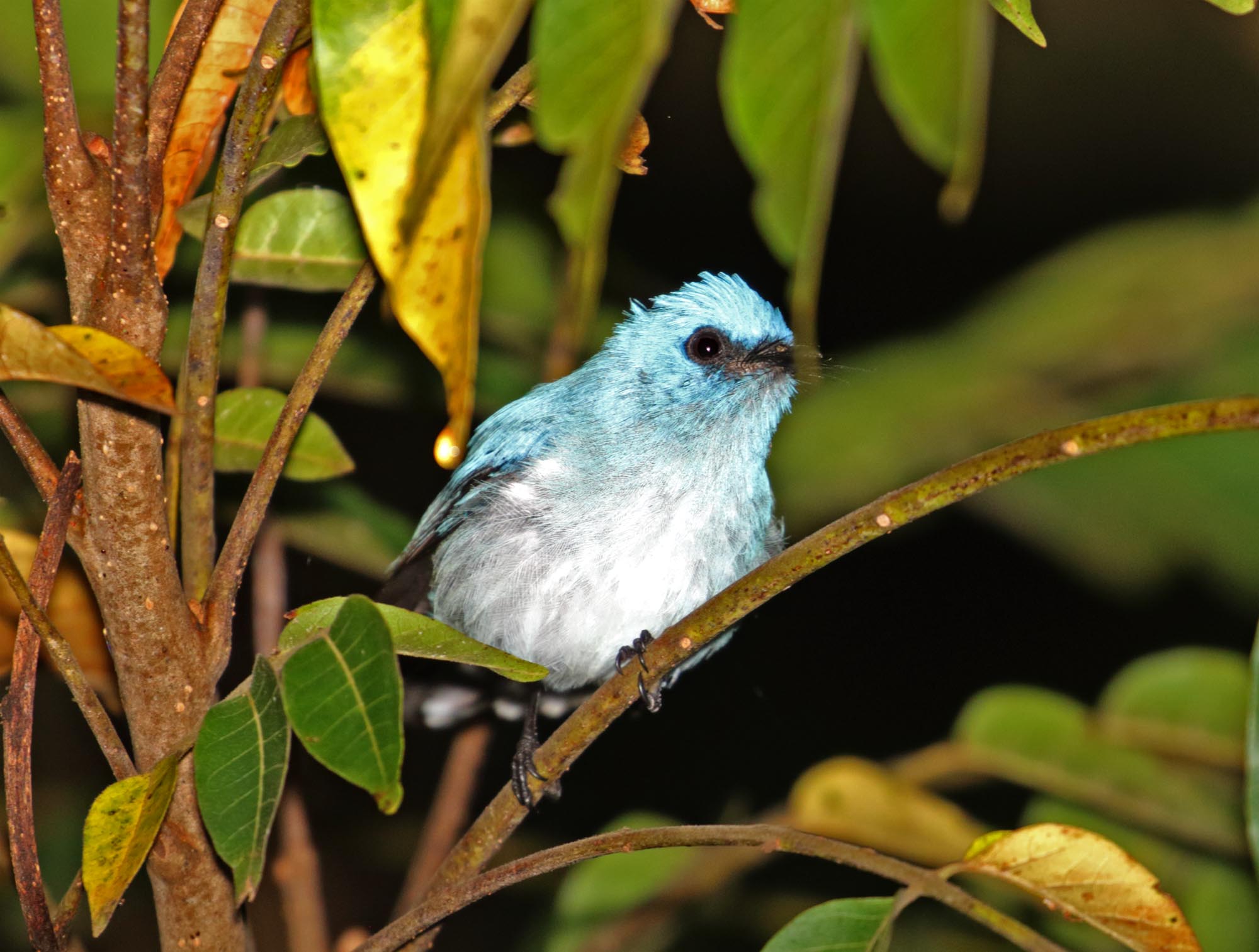 African Blue Flycatcher_9719.jpg