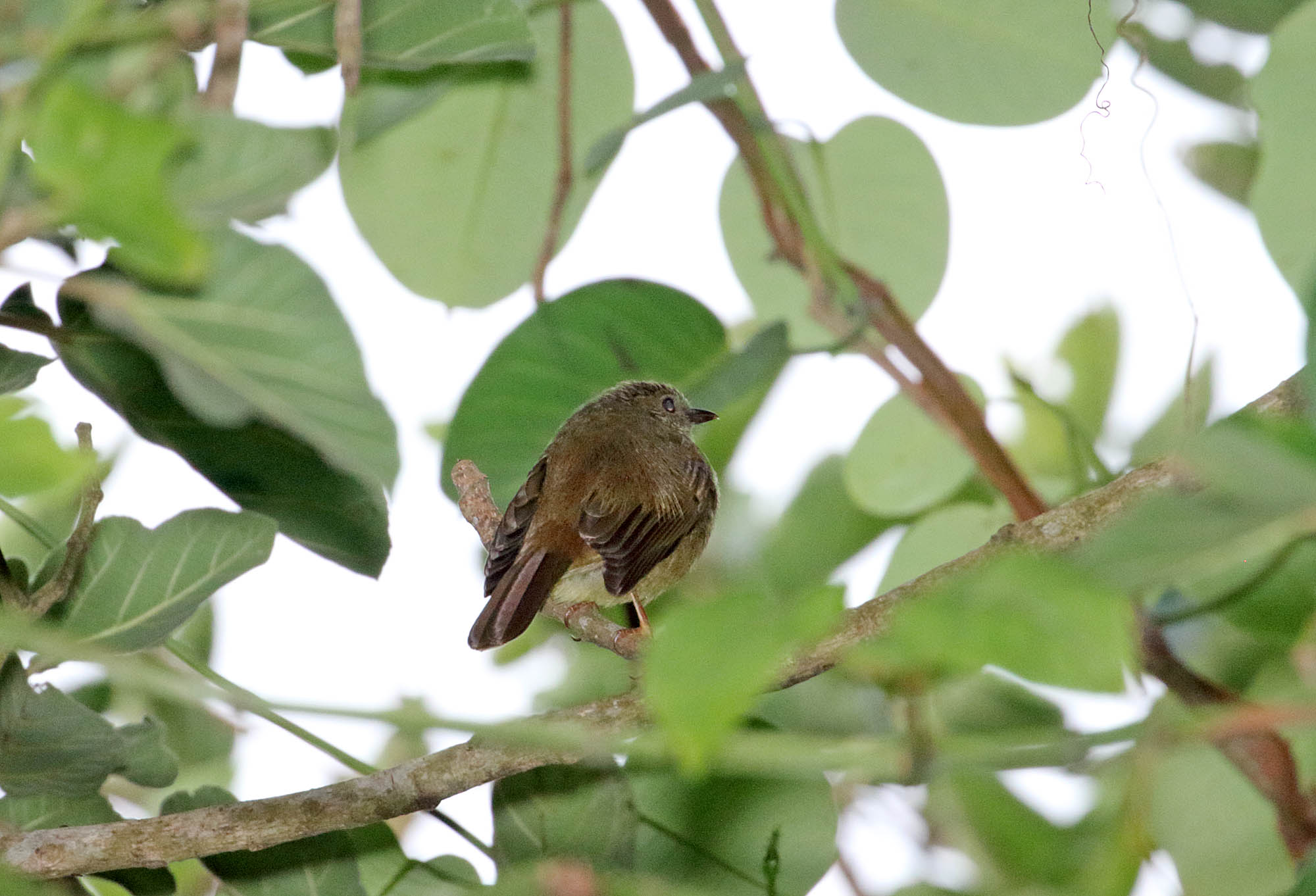 Toro Olive Greenbul_9360.jpg