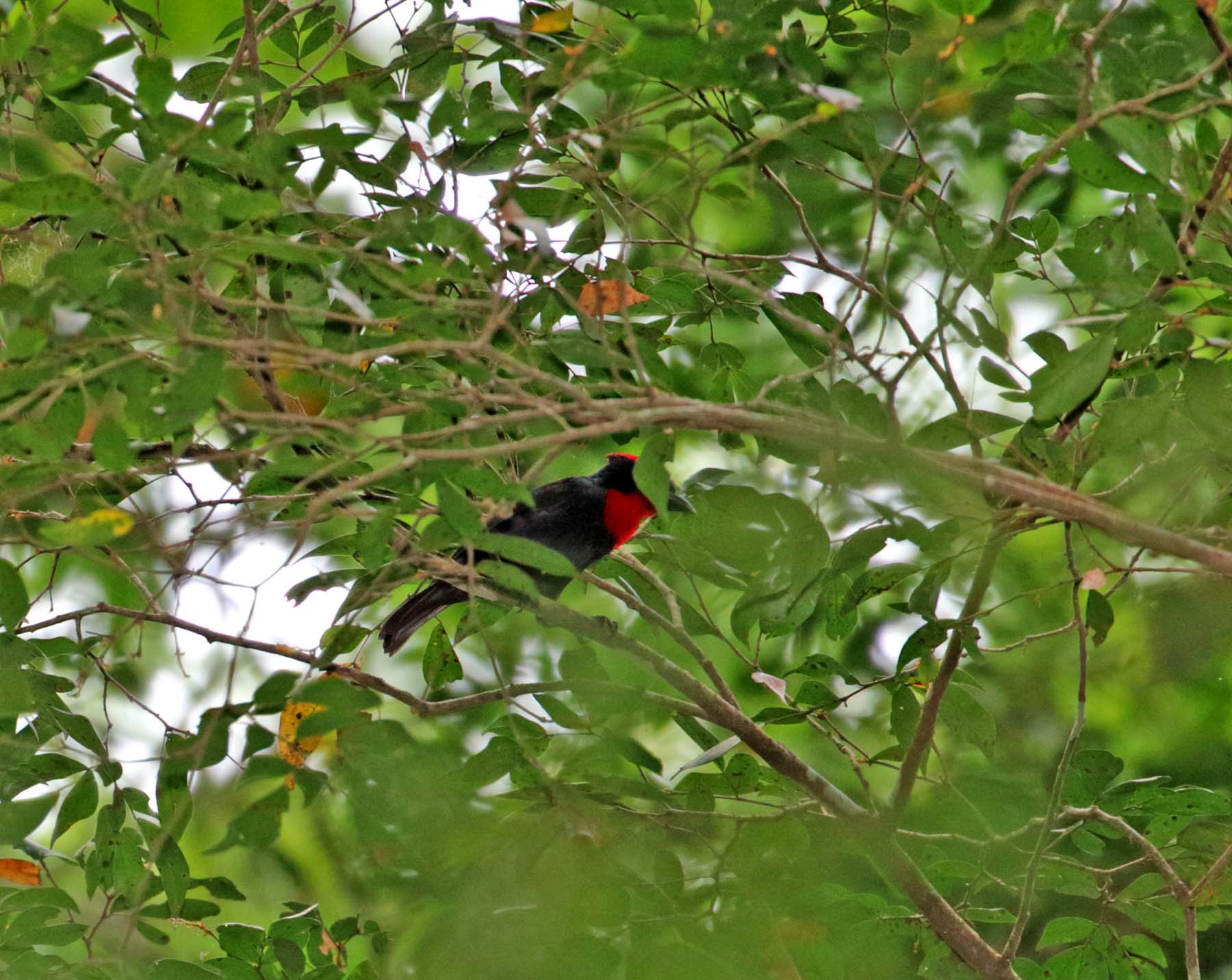 Crested Malimbe_9606.jpg