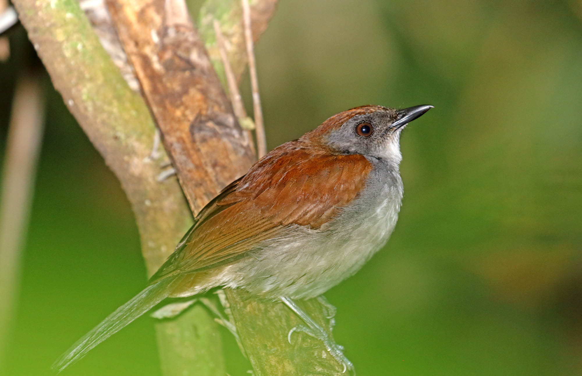Fire-crested Alethe_9383.jpg