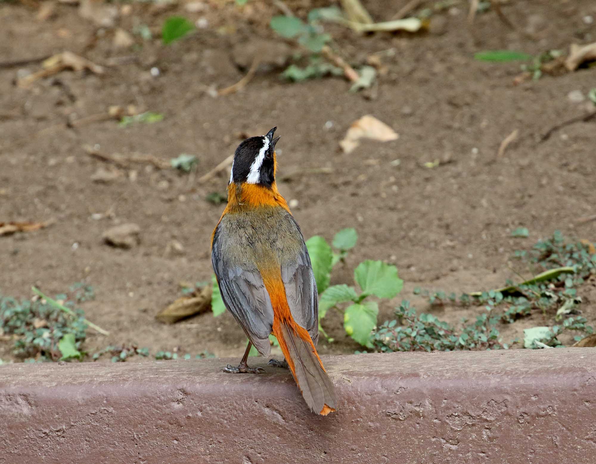 White-browed Robin-Chat_0345.jpg