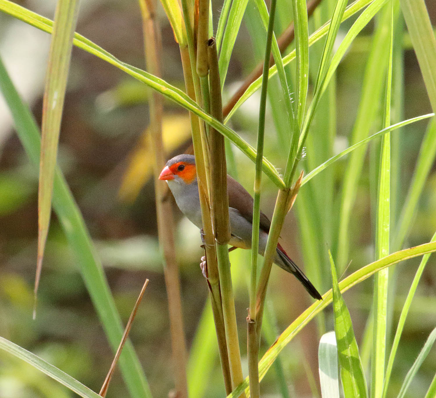 Orange-cheeked Waxbill_9429.jpg