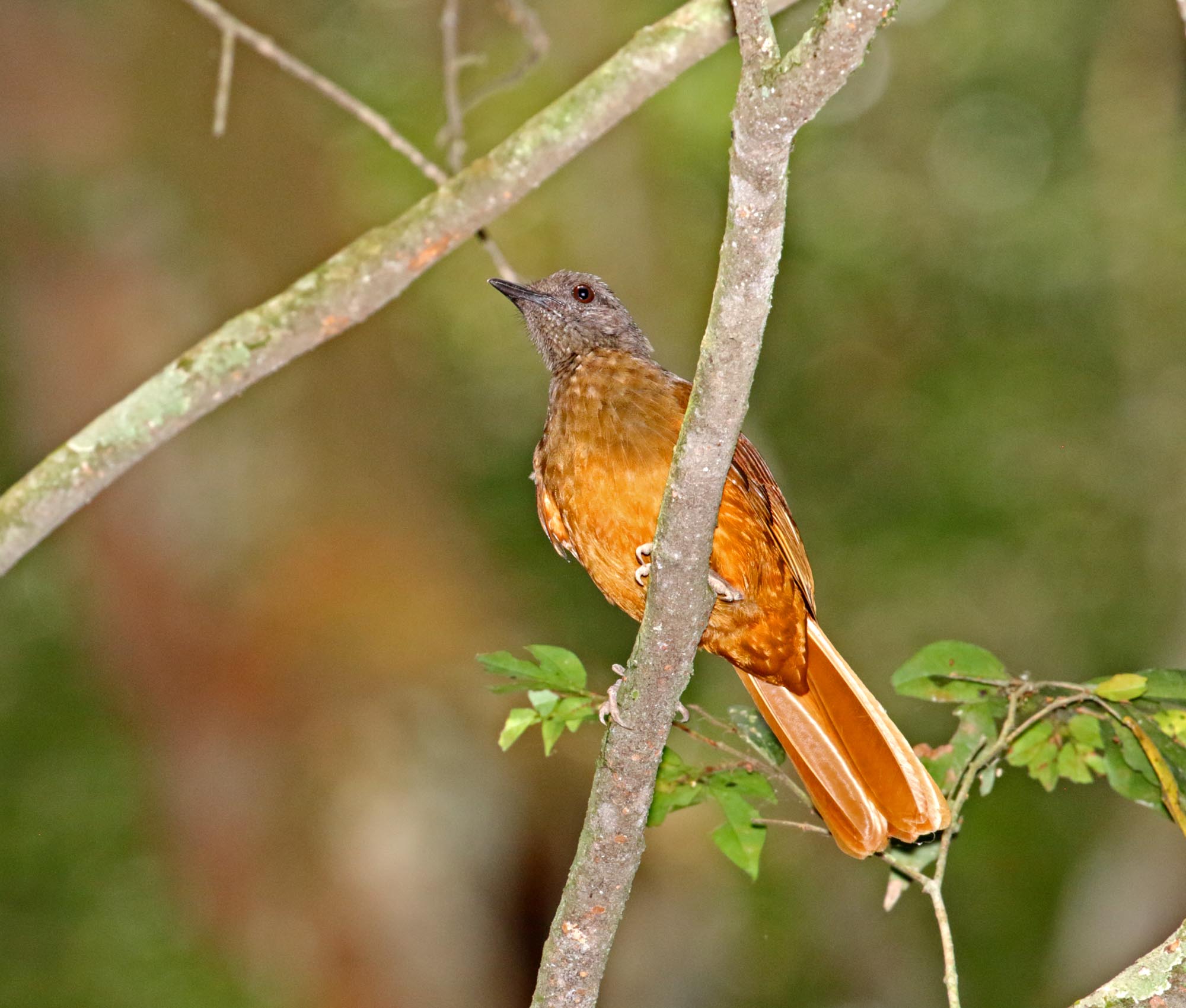 Frasers Rufous Thrush_9580.jpg