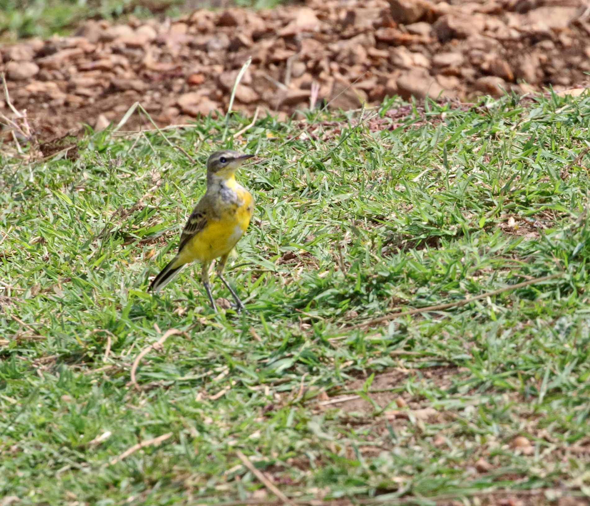 Western Yellow Wagtail_0257.jpg