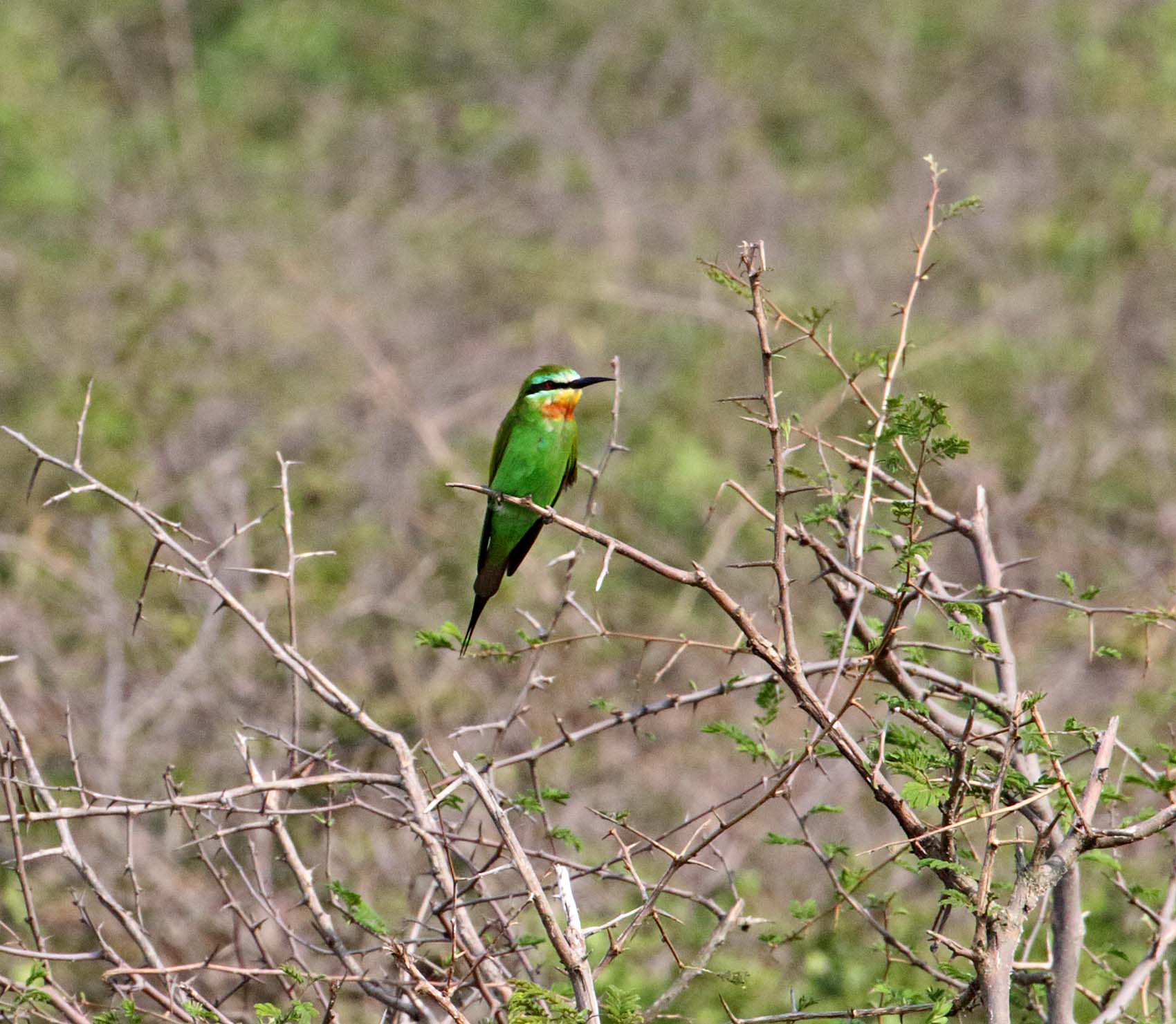 Blue-cheeked Bee-eater_1915.jpg