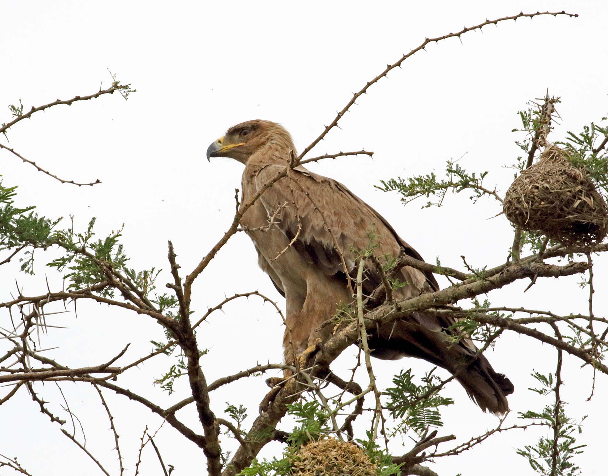 Tawny Eagle_1375.jpg