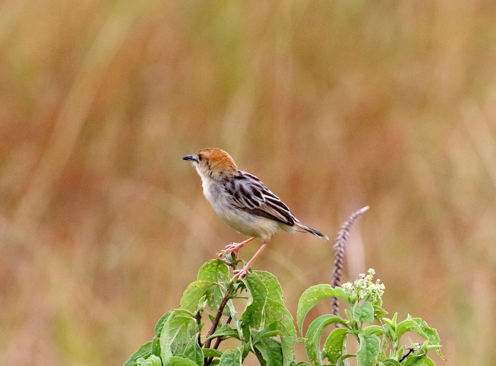 Carruthers Cisticola_0925.jpg