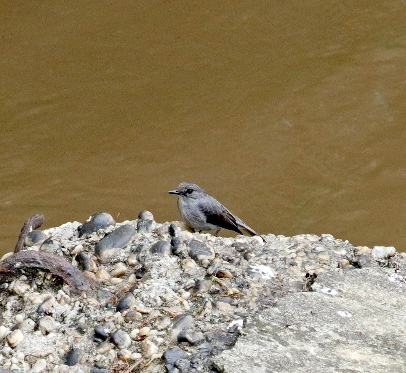 Cassins Flycatcher_2176.jpg
