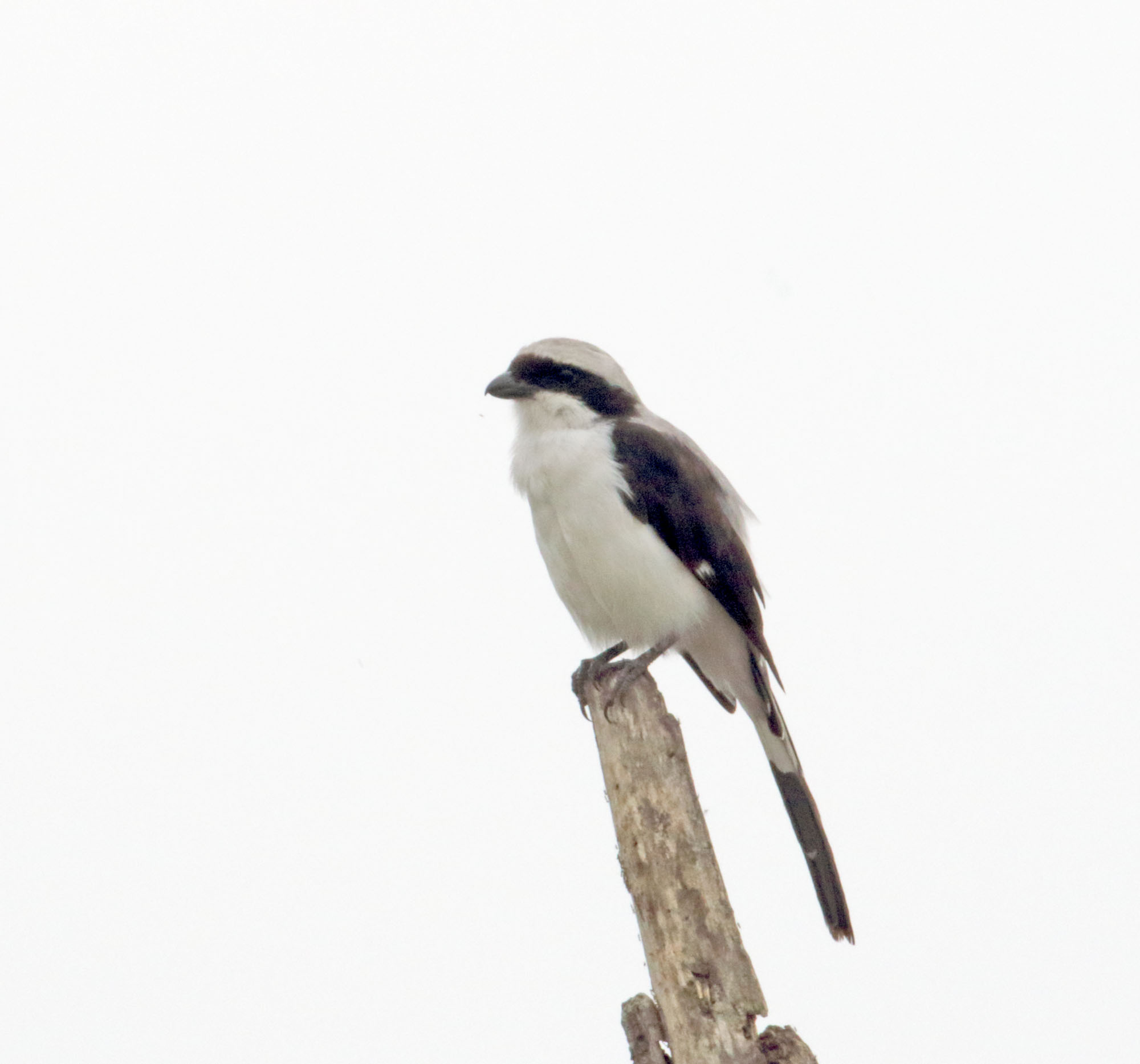 Gray-backed Fiscal_1189.jpg
