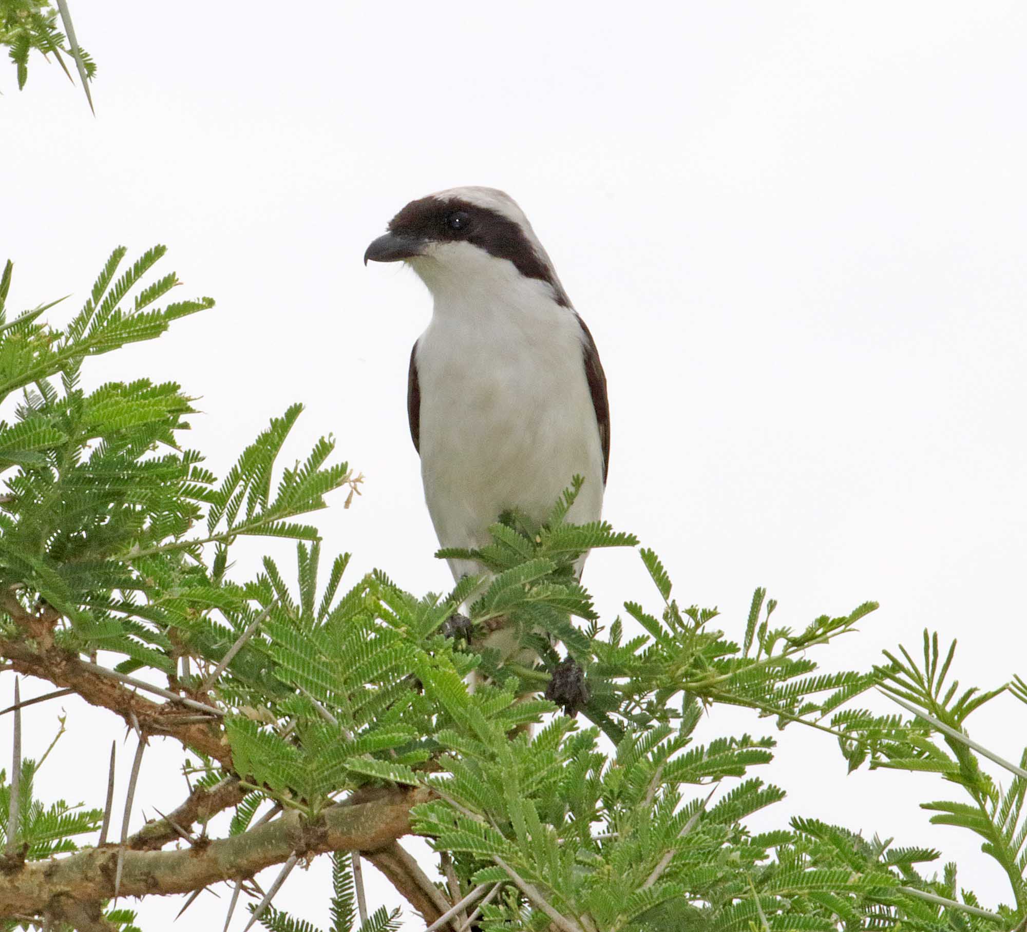 Gray-backed Fiscal_2164.jpg