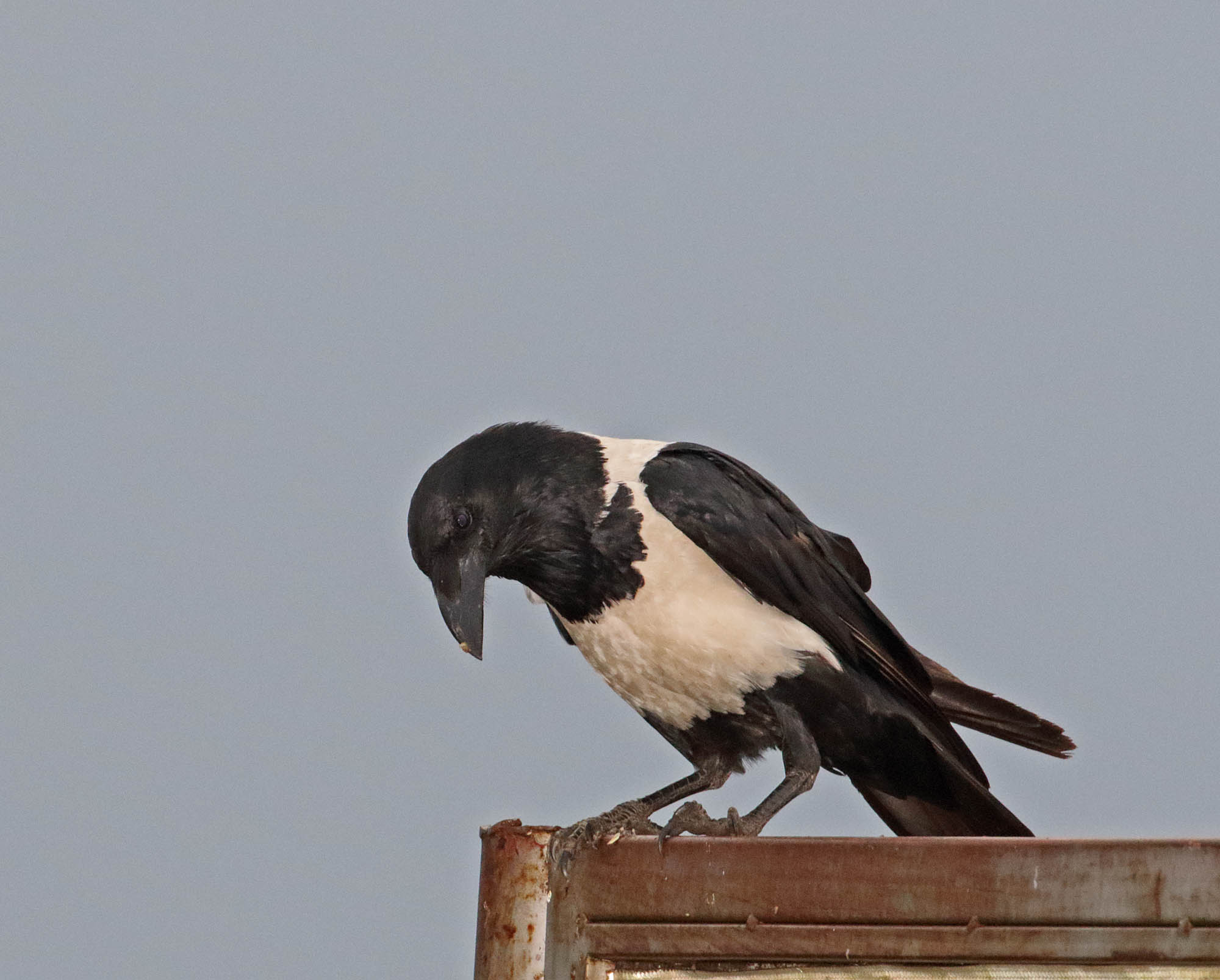 Pied Crow_0552.jpg