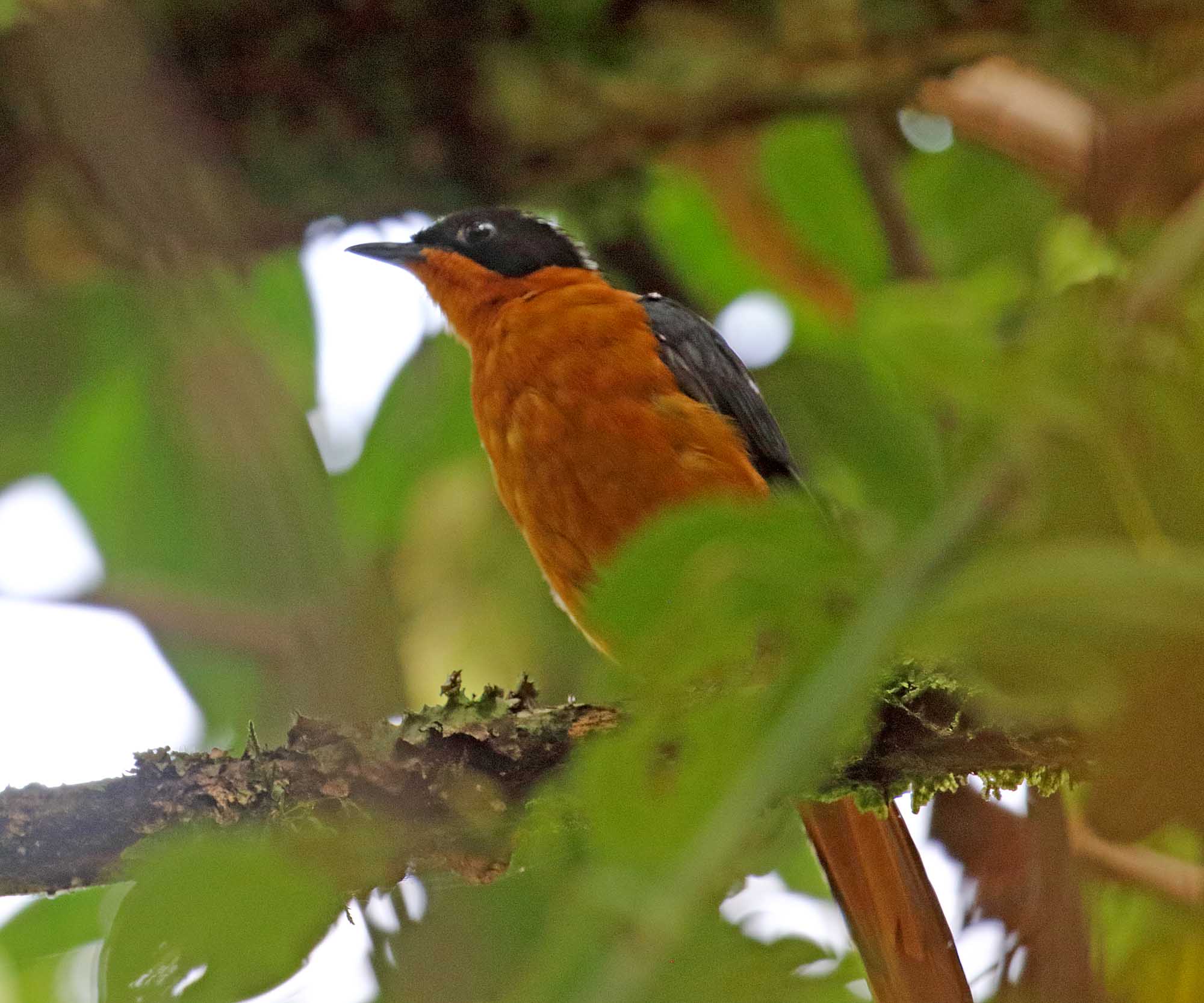 Snowy-crowned Robin-Chat_2739.jpg