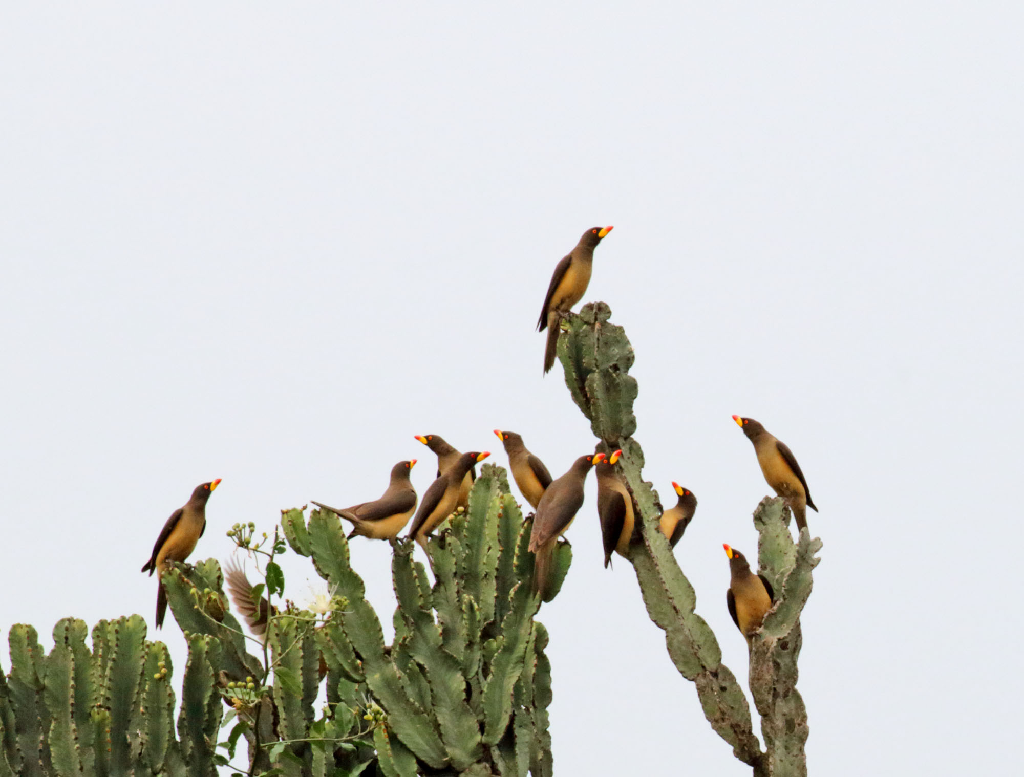 Yellow-billed Oxpecker_1382.jpg