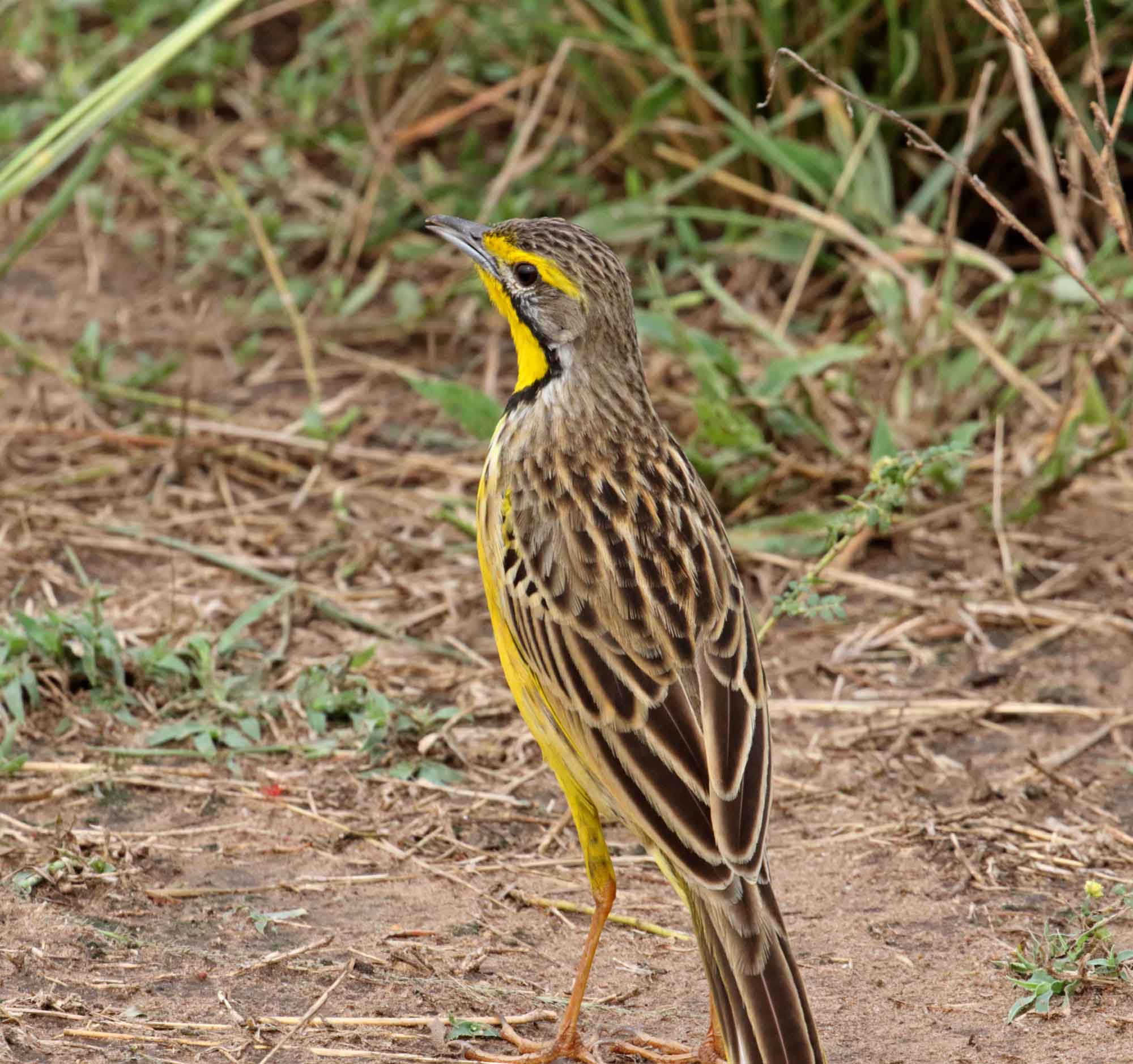 Yellow-throated Longclaw_1333.jpg